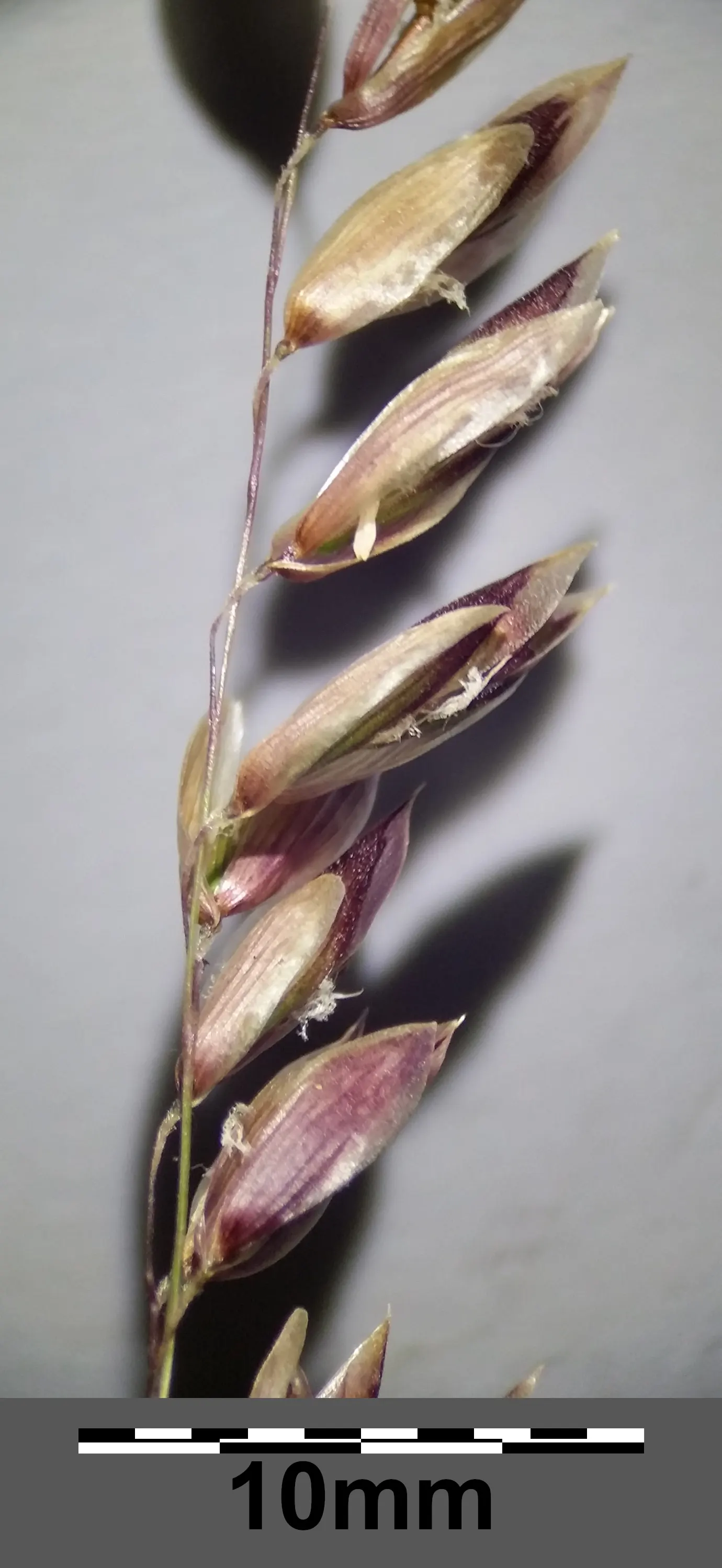 Siberian Melicgrass (Melica Altissima) — Plant this grass in drifts or as solitary specimens to fully appreciate its delicate beauty