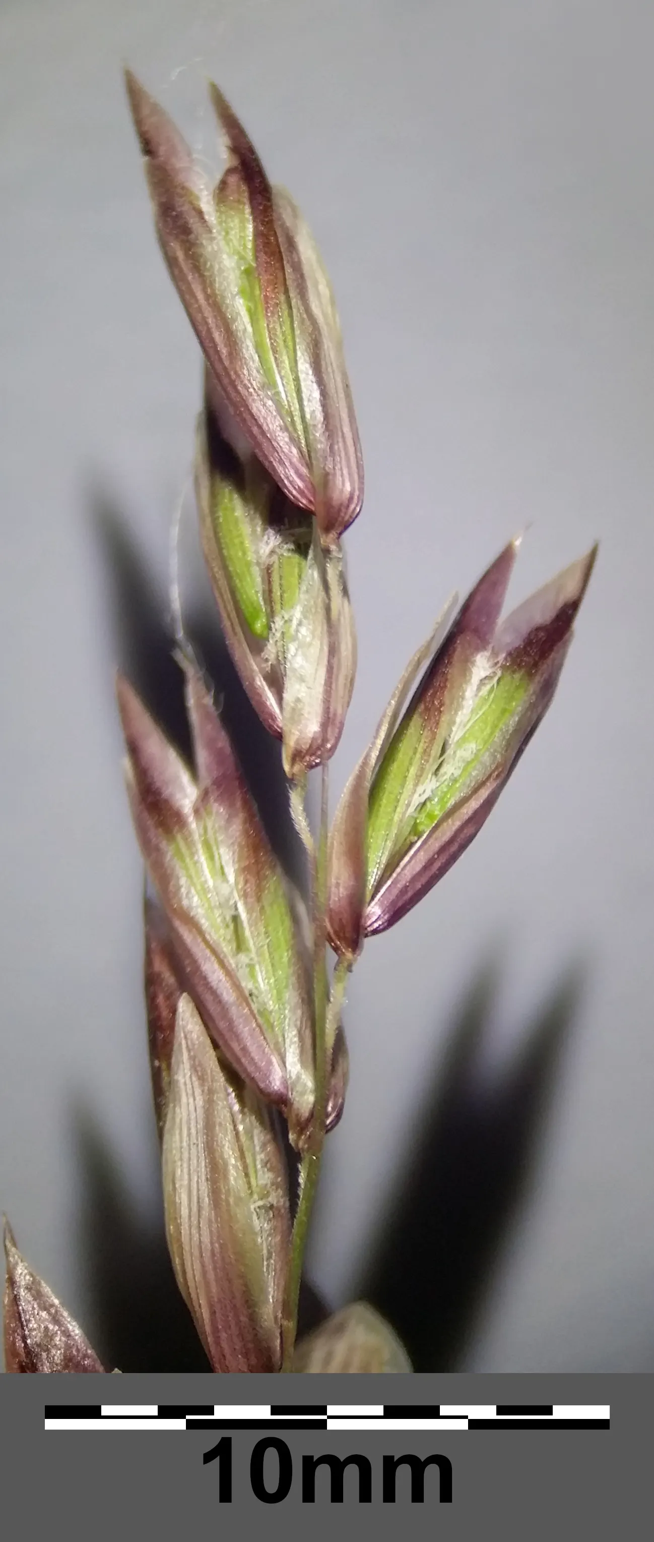 Siberian Melicgrass (Melica Altissima) — With arching green leaves and showy
