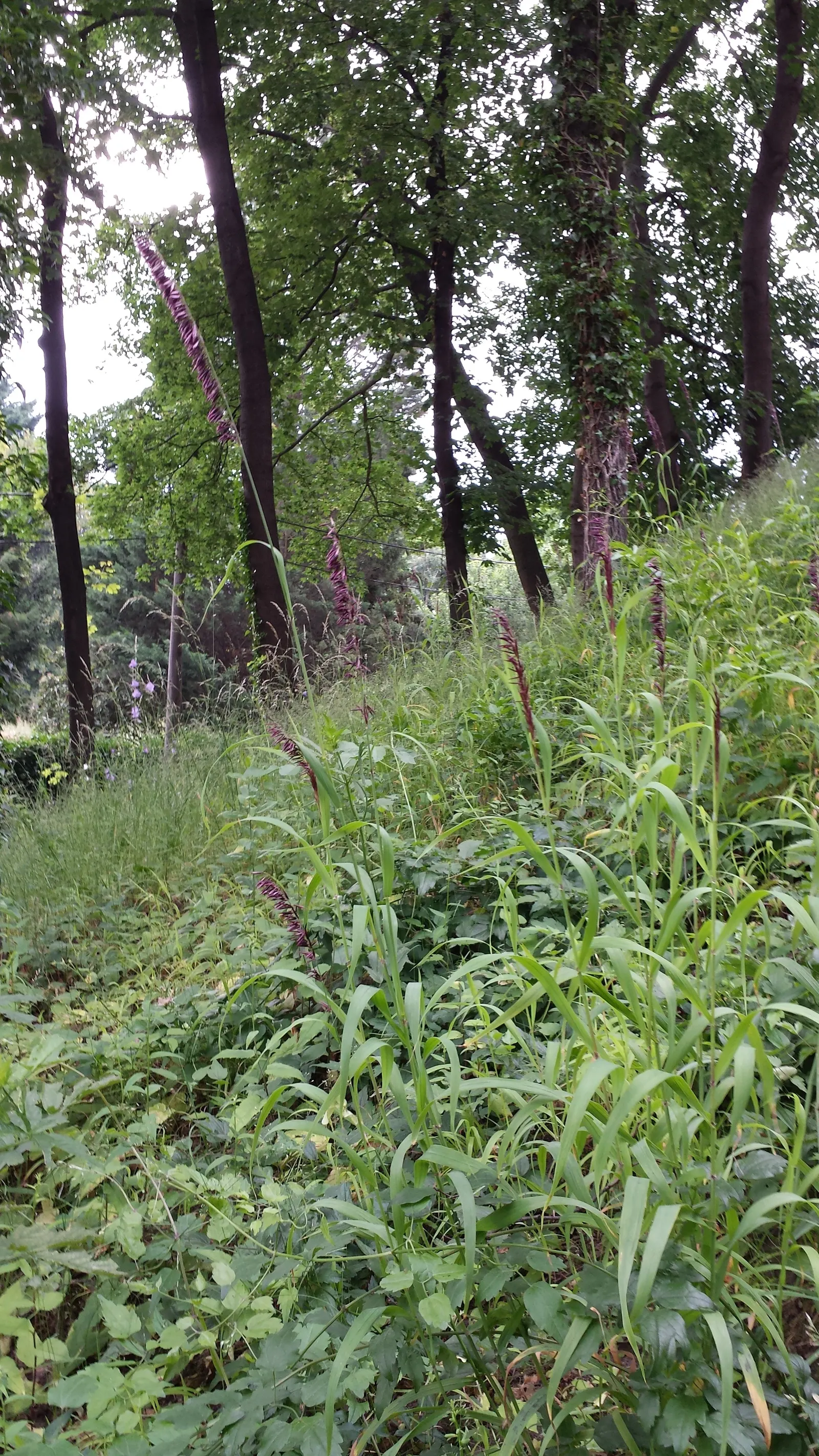 Siberian Melicgrass (Melica Altissima) — Its versatility makes it suitable for a variety of settings