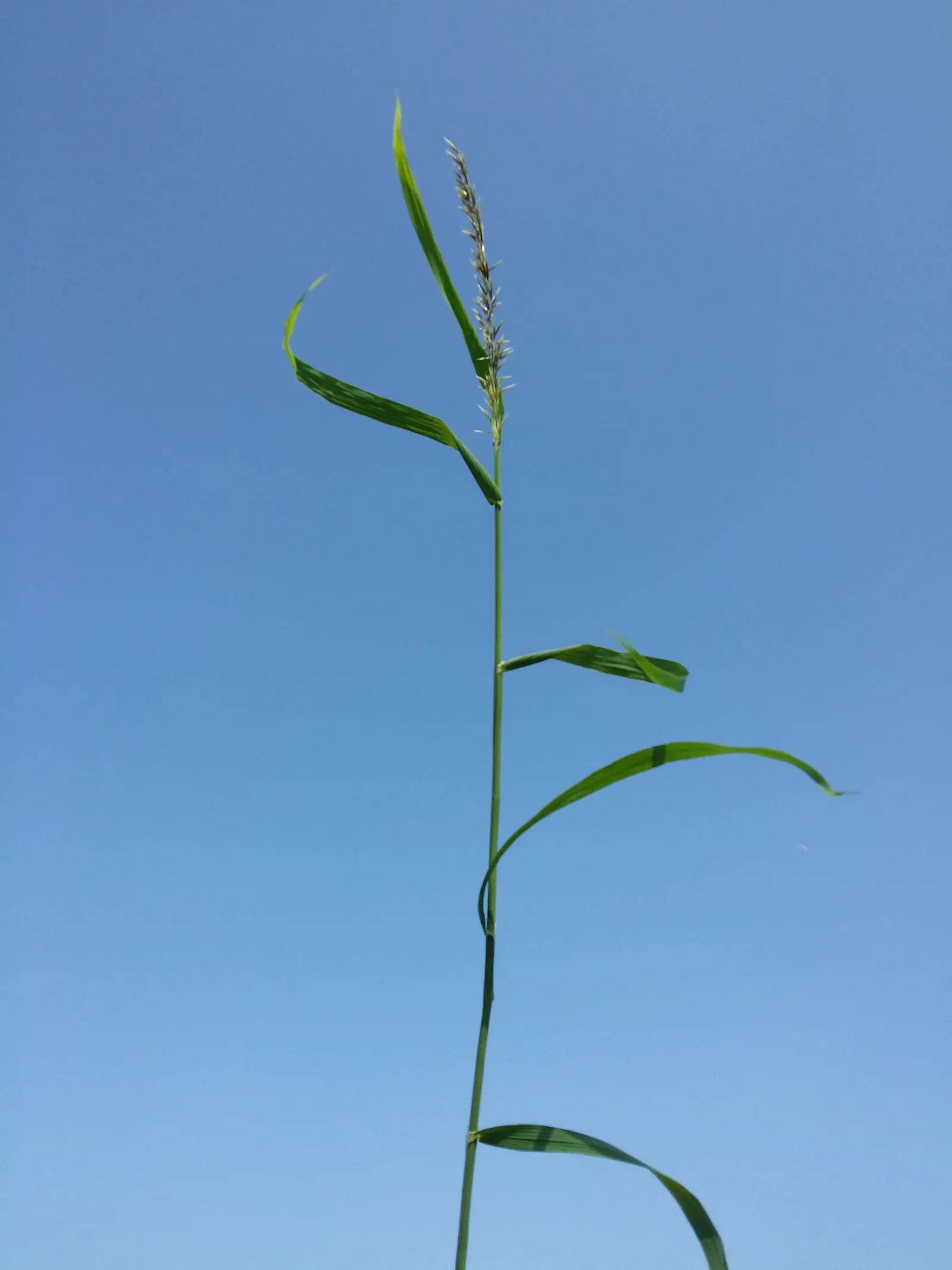 Siberian Melicgrass (Melica Altissima) — Thrives in USDA zones 5-9, preferring moist, well-drained soils