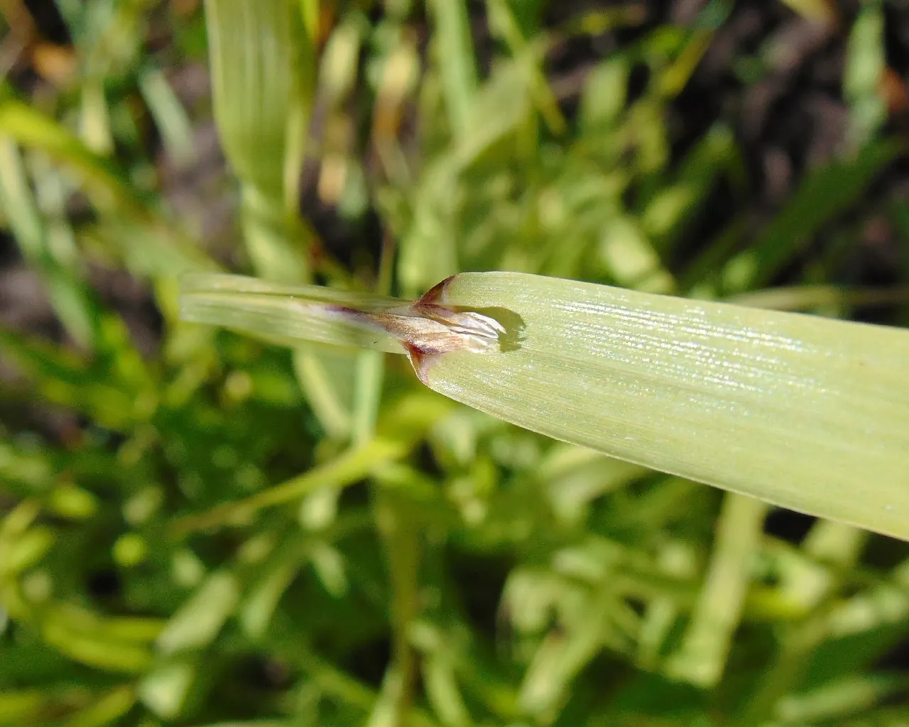 Siberian Melicgrass (Melica Altissima) — showing remarkable cold hardiness and adaptability.<br><br>This elegant grass can reach heights of 3 to 4, image 39