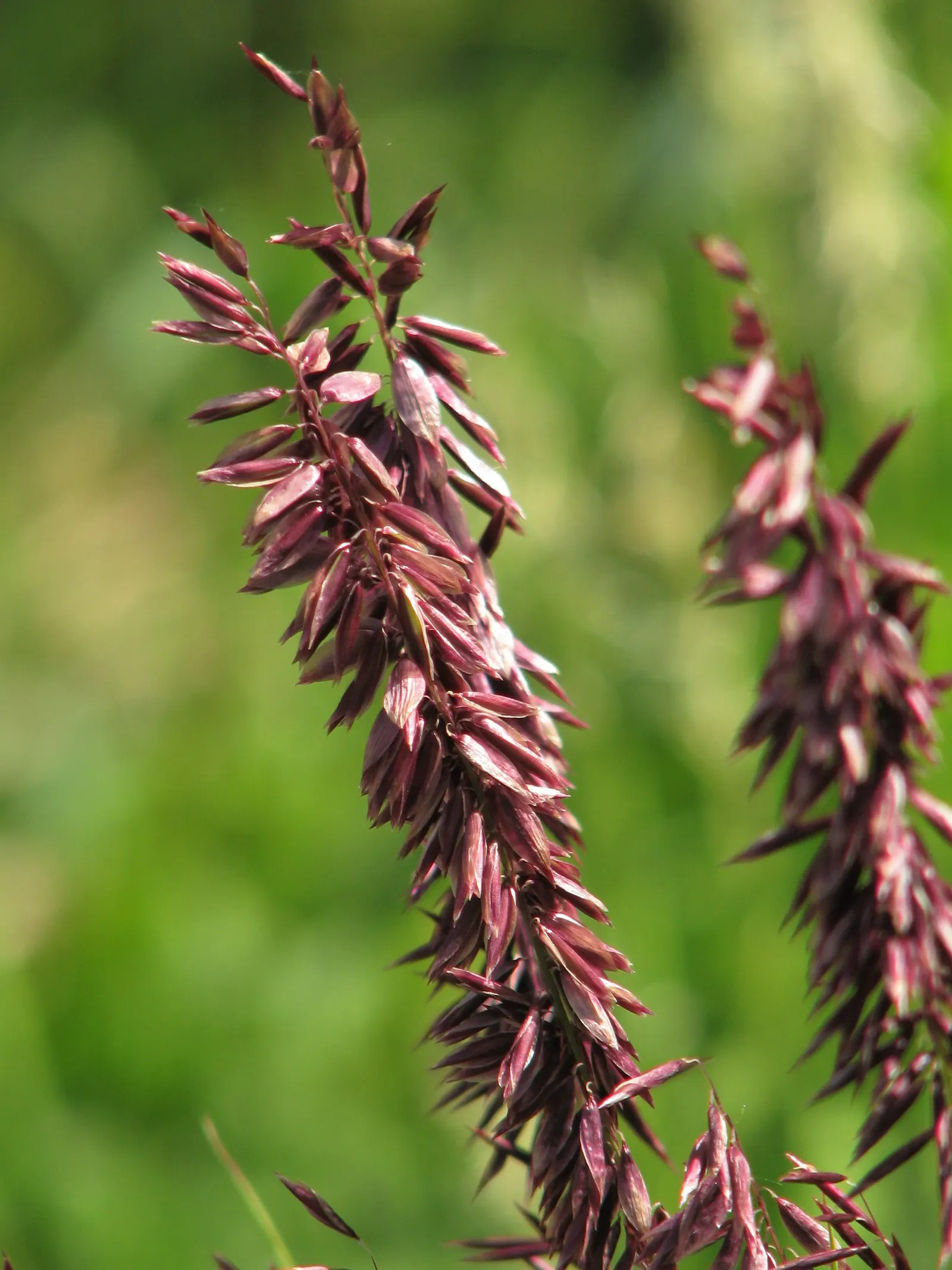 Siberian Melicgrass (Melica Altissima) — and as a backdrop for smaller plants.<br><br>When designing a landscape with Melica altissima