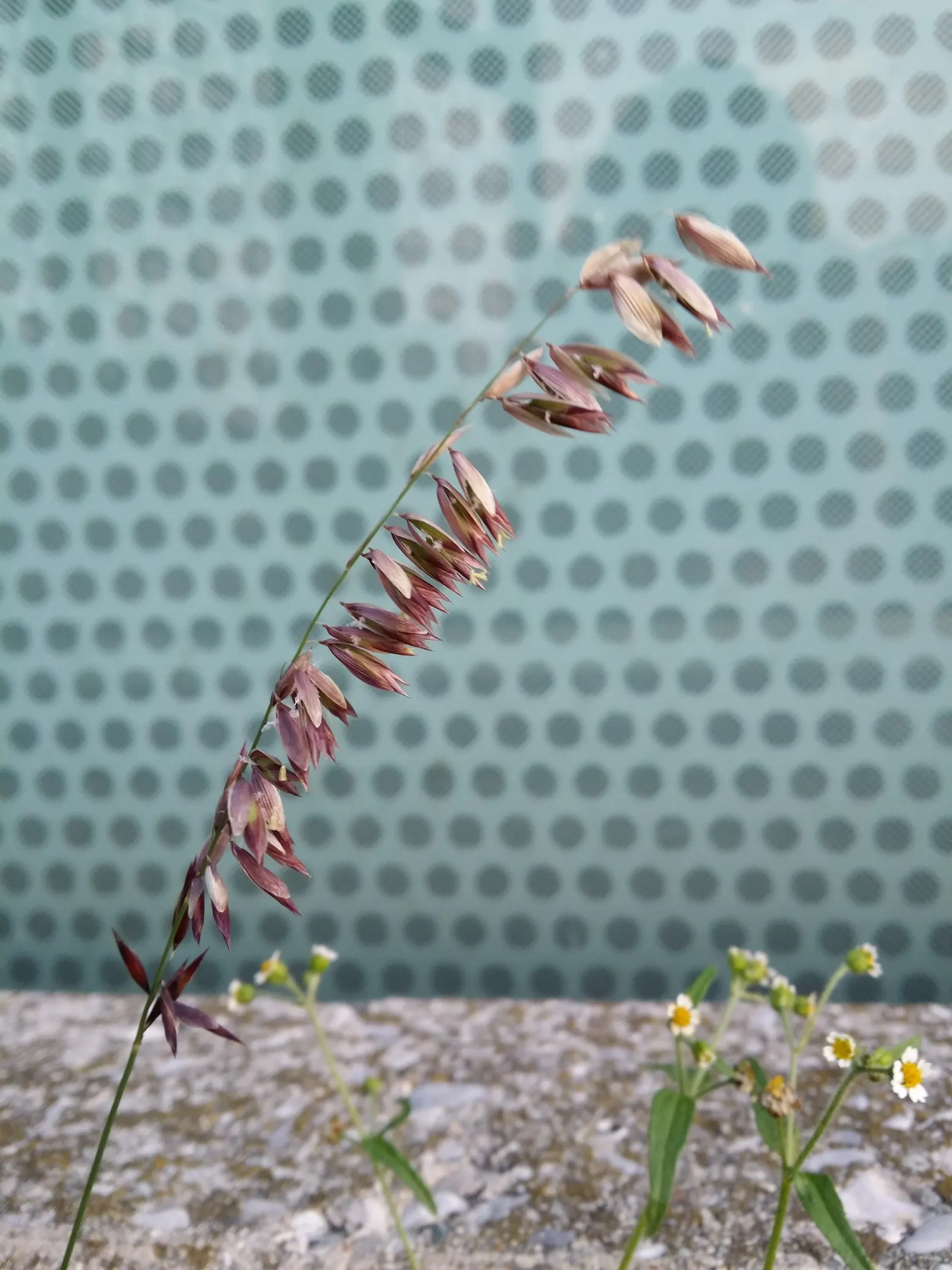 Siberian Melicgrass (Melica Altissima) — The inflorescences range in color from a pale silver-green to purplish hues