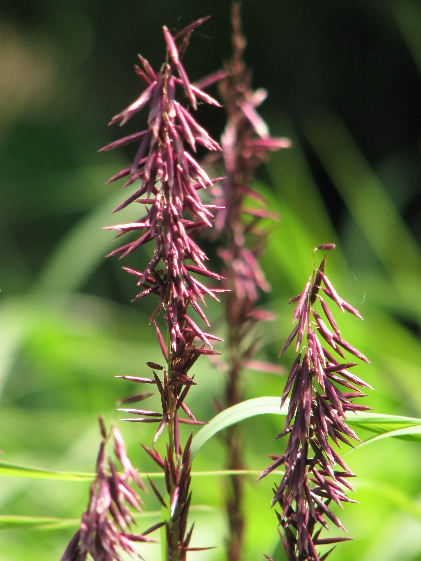 Siberian Melicgrass (Melica Altissima) — Thrives in USDA zones 5-9, preferring moist, well-drained soils; showing remarkable cold hardiness and