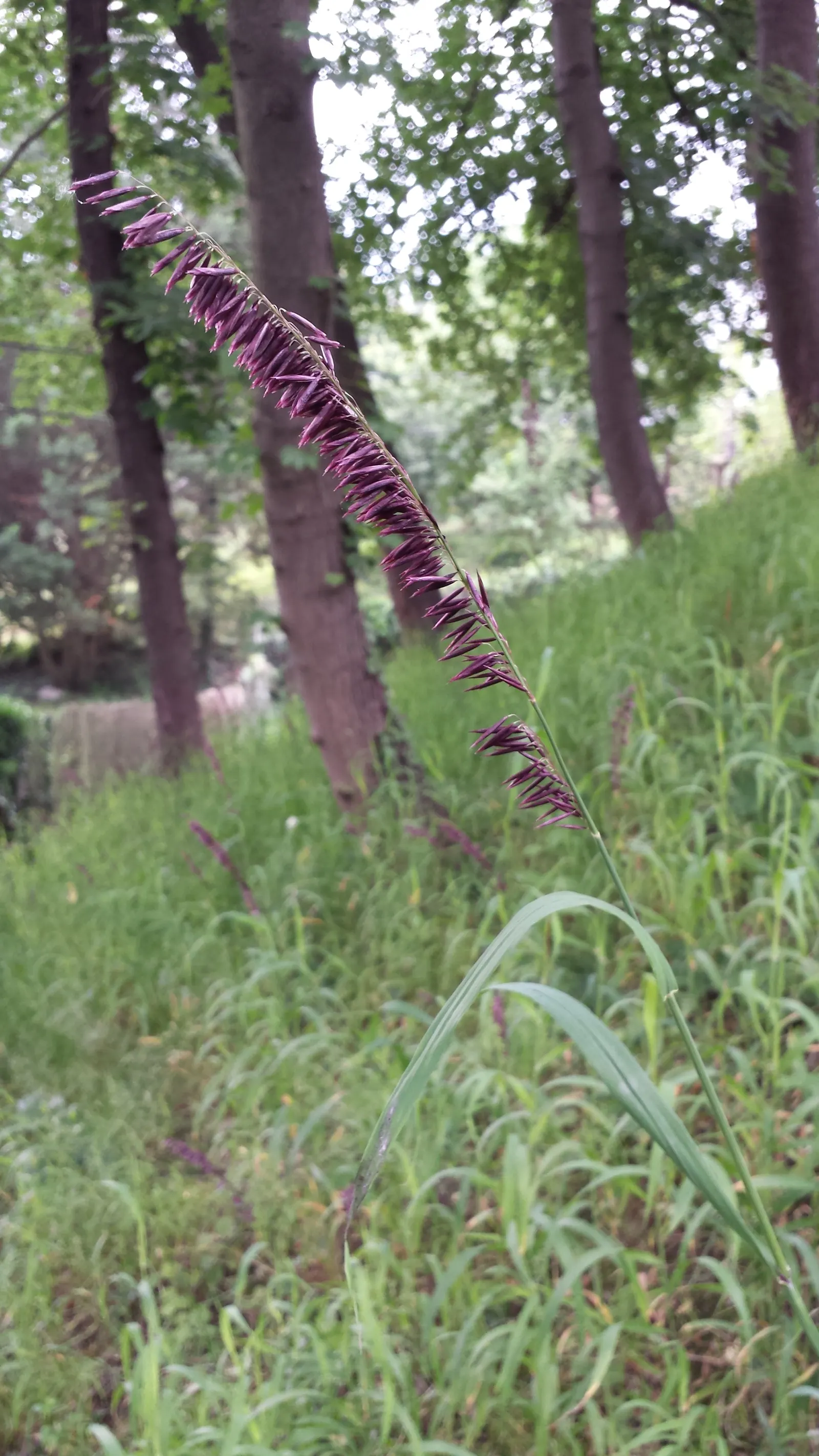 Siberian Melicgrass (Melica Altissima) — clump-forming perennial grass