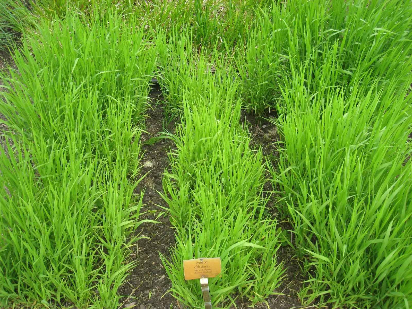 Siberian Melicgrass (Melica Altissima) — Native to the woodlands of Eastern Europe and Asia
