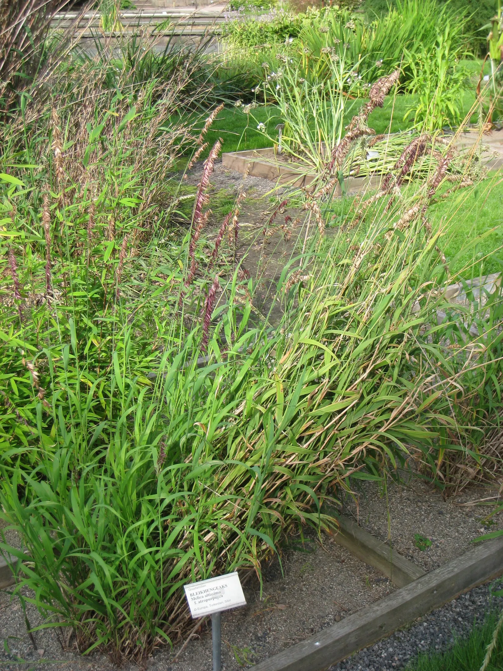 Siberian Melicgrass (Melica Altissima) — Requires minimal maintenance, though it benefits from being cut back in late winter