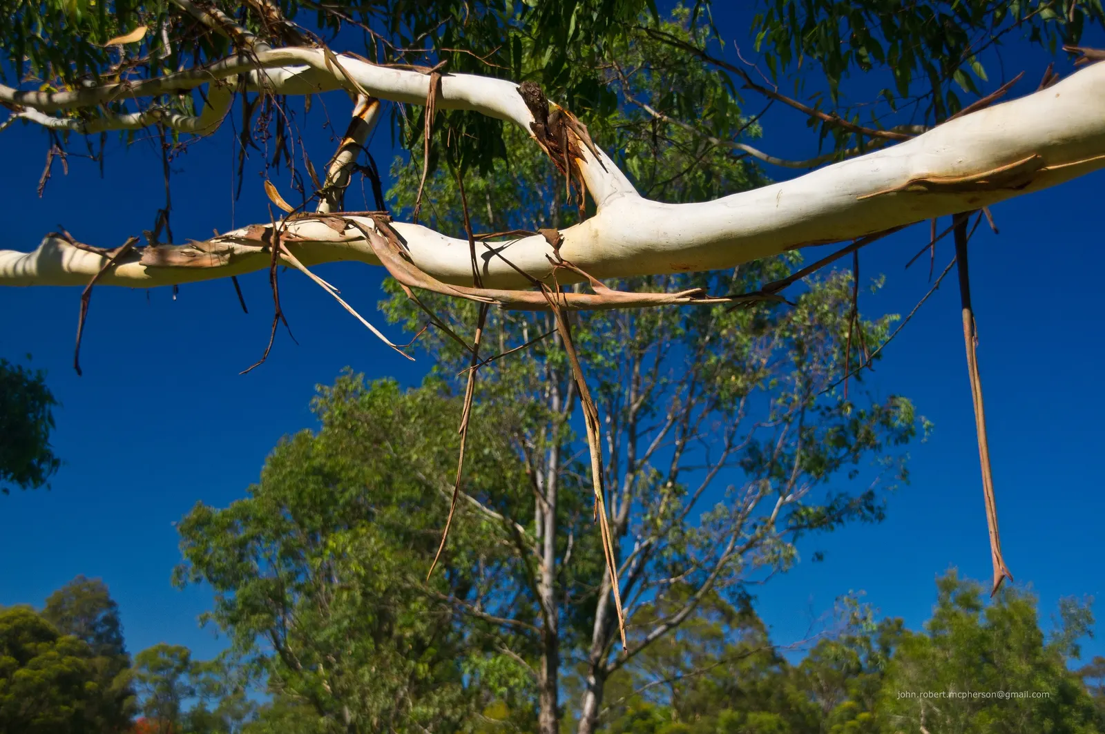 Sydney Blue Gum (Eucalyptus Saligna) — with a trunk diameter typically expanding to 3 to 4 feet