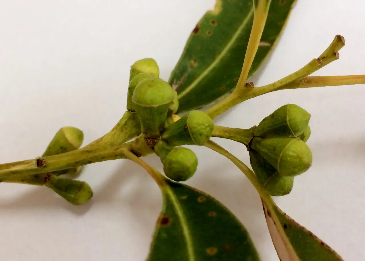 Sydney Blue Gum (Eucalyptus Saligna) — this eucalyptus is drought-tolerant once established