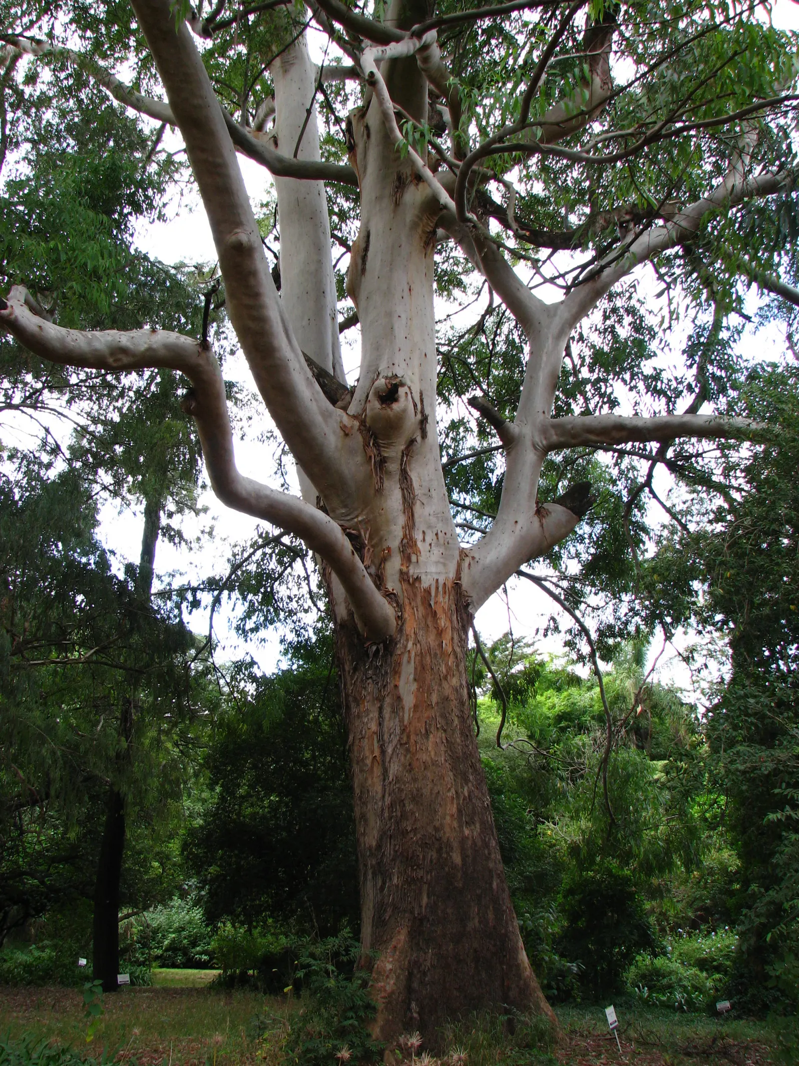 Sydney Blue Gum (Eucalyptus Saligna) — appearing in creamy white clusters