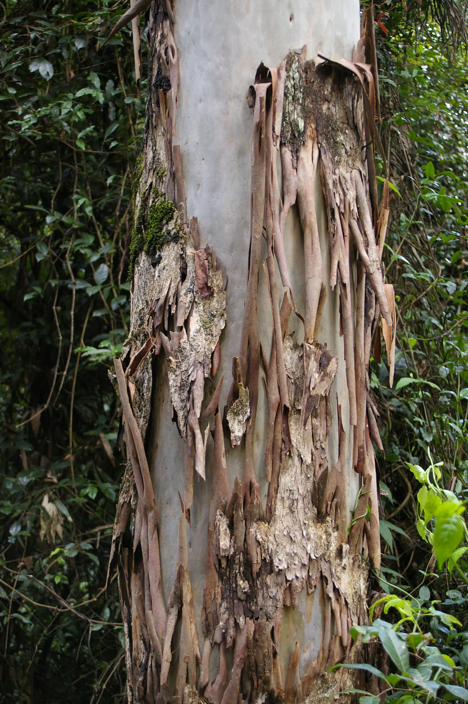 Sydney Blue Gum (Eucalyptus Saligna) — broadleaf evergreen / tree for full