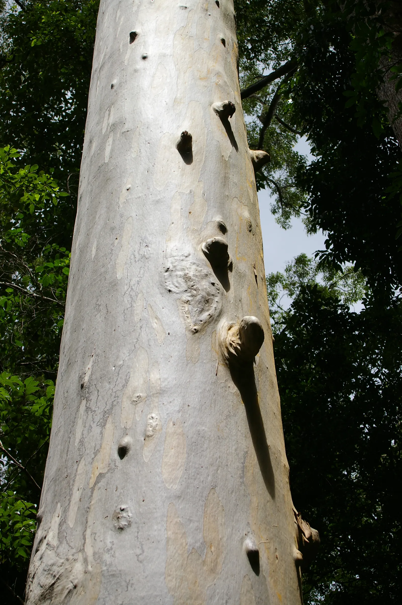 Sydney Blue Gum (Eucalyptus Saligna) — and exhibit a rich green hue with a pronounced vein structure