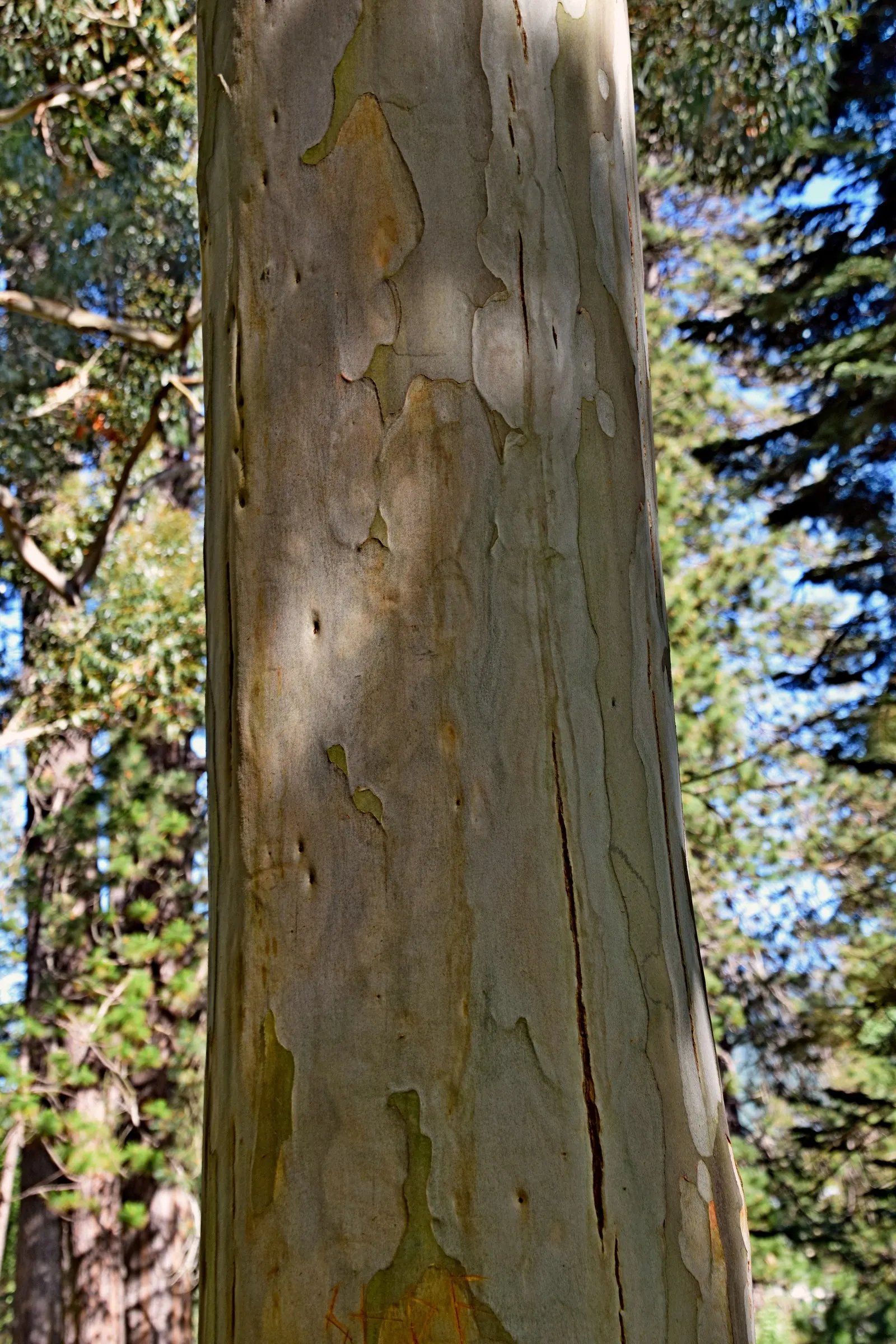Sydney Blue Gum (Eucalyptus Saligna) — the Sydney Blue Gum thrives best in well-drained; appearing in creamy white clusters