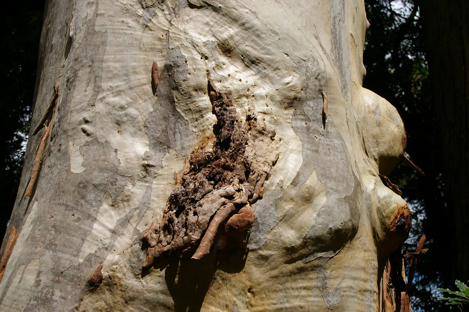 Sydney Blue Gum (Eucalyptus Saligna) — It is hardy in USDA zones 9 to 11