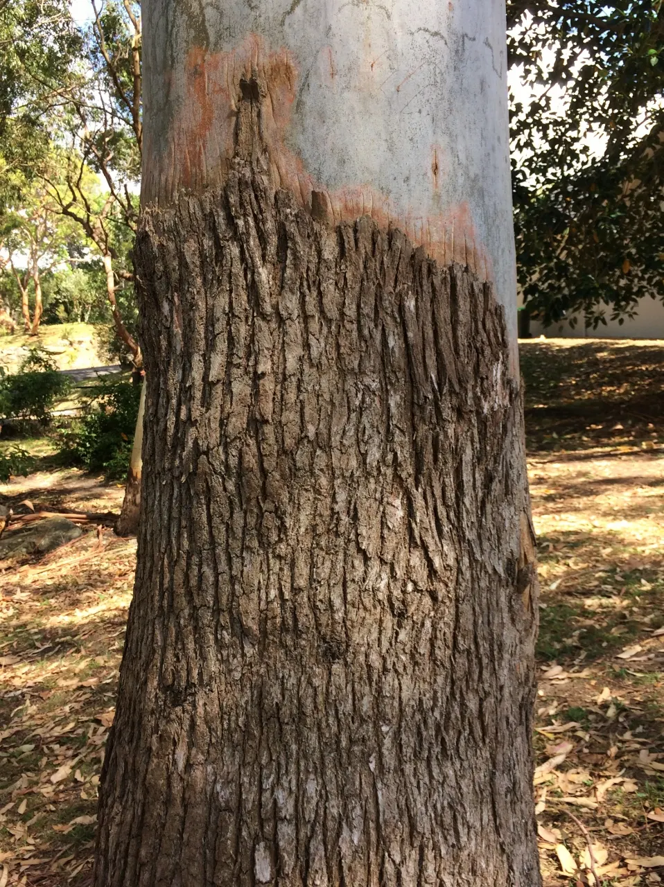 Sydney Blue Gum (Eucalyptus Saligna) — which is a distinctive feature appealing to many landscape designs.<br><br>Adaptable to a range of soil types