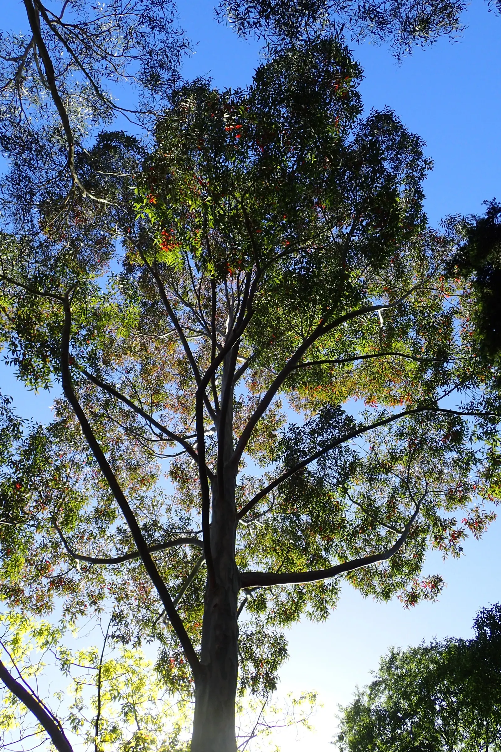 Sydney Blue Gum (Eucalyptus Saligna) — this specie often reaches upwards of 180 to 210 feet; the Sydney Blue Gum thrives best in well-drained