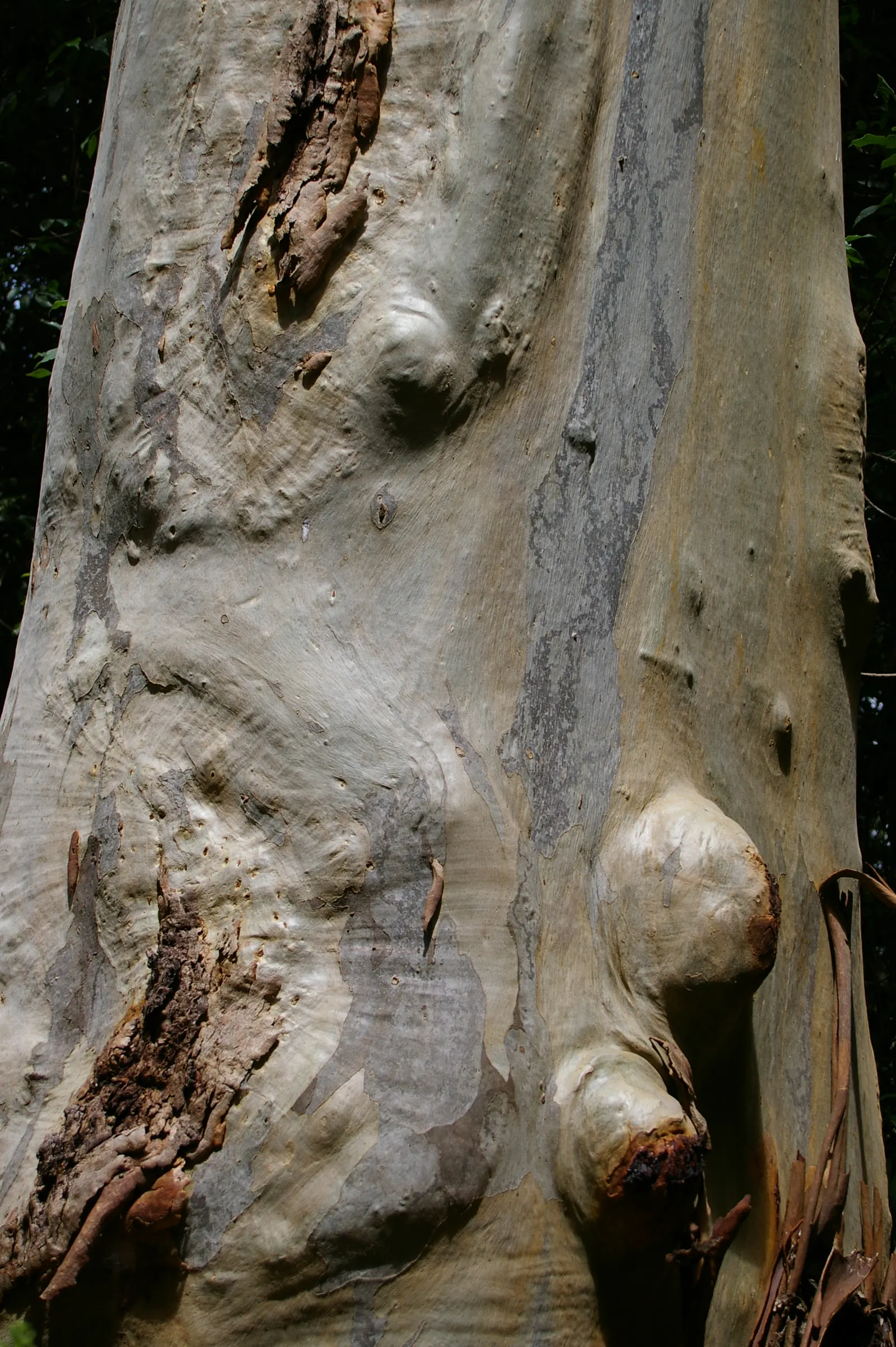 Sydney Blue Gum (Eucalyptus Saligna) — powdery bark sheds in large plates or flakes to reveal a stunning