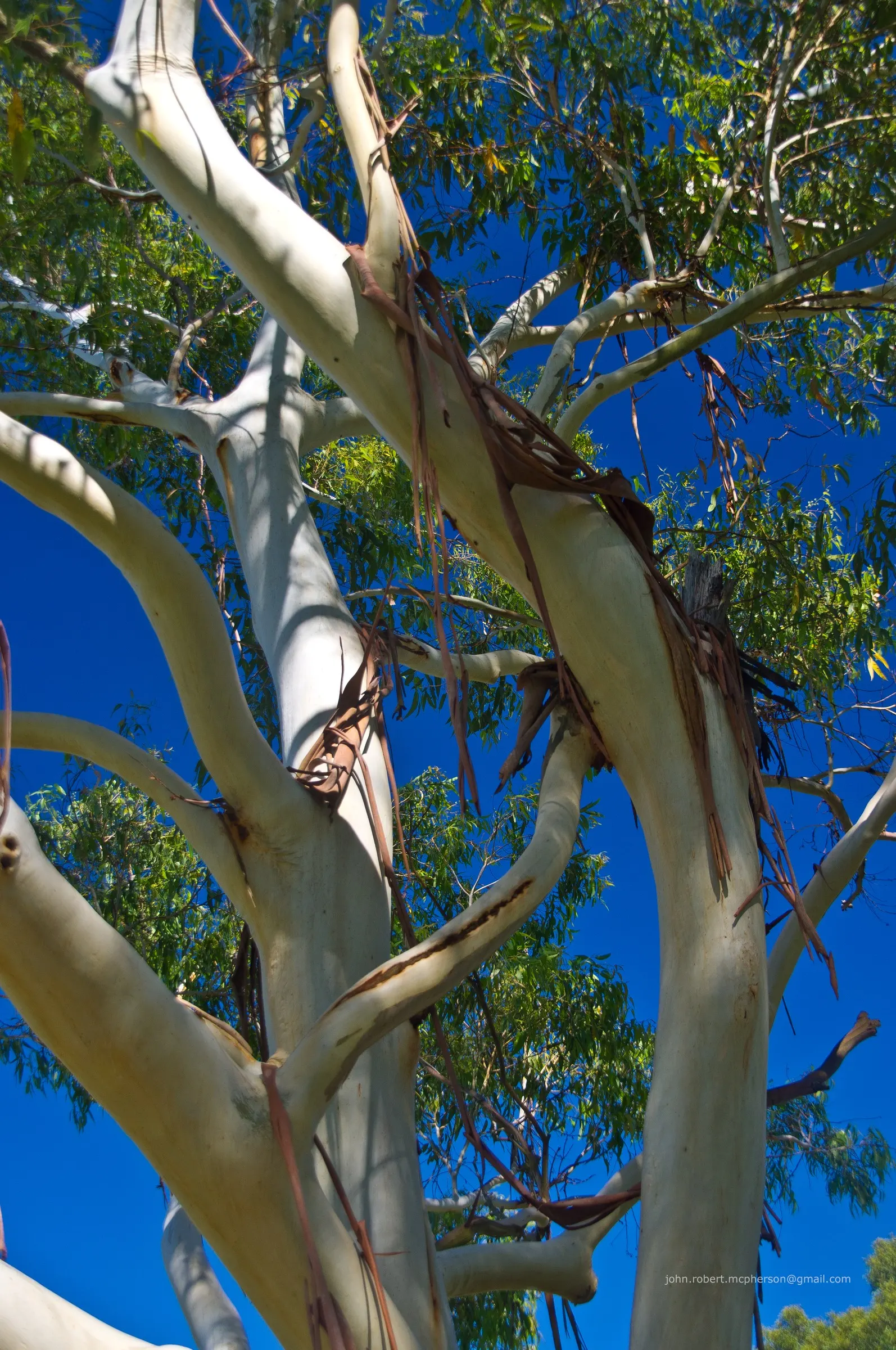 Sydney Blue Gum (Eucalyptus Saligna) — the Sydney Blue Gum thrives best in well-drained