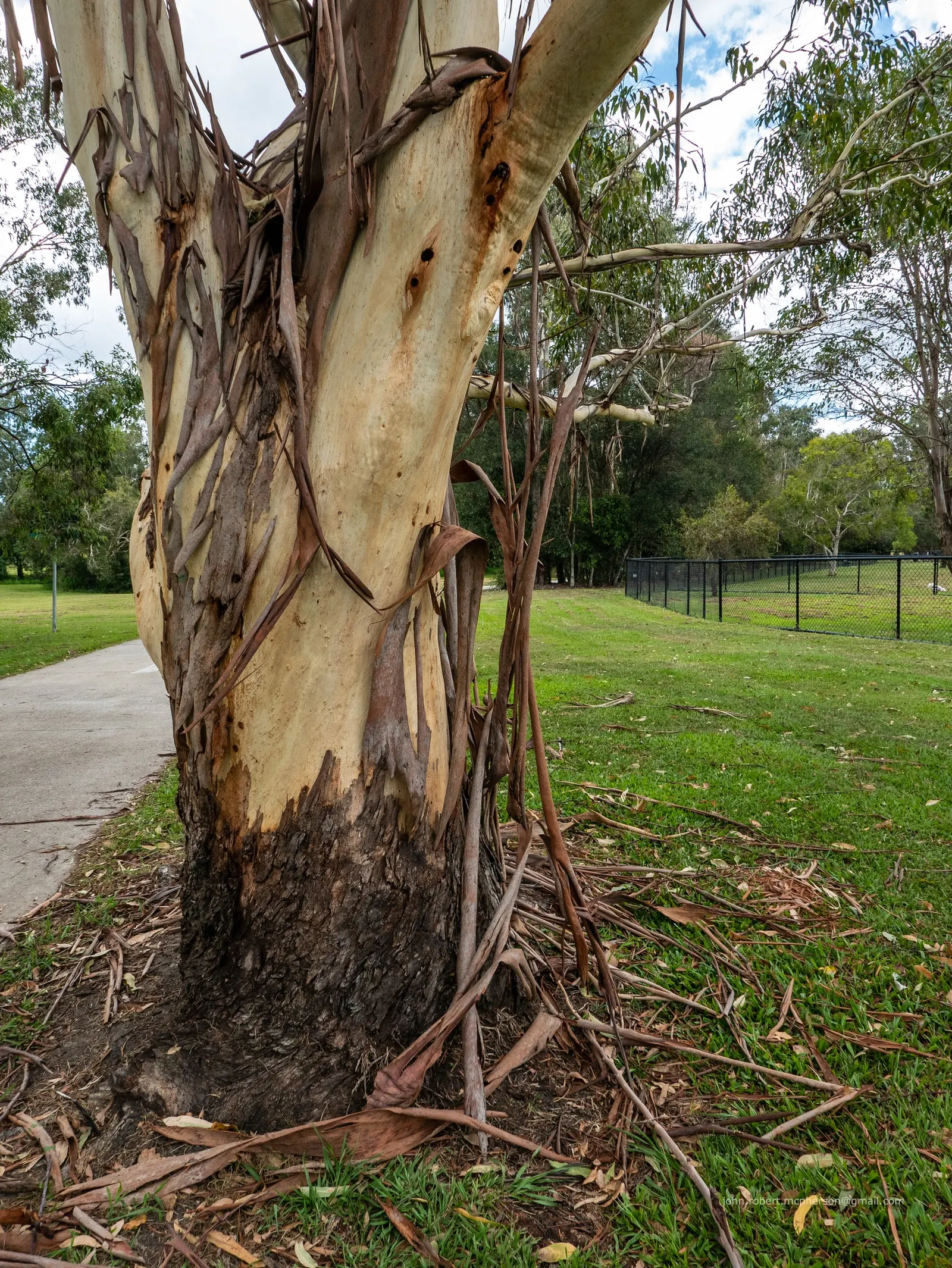 Sydney Blue Gum (Eucalyptus Saligna) — In spring, white to pale pink flowers bloom, attracting wildlife