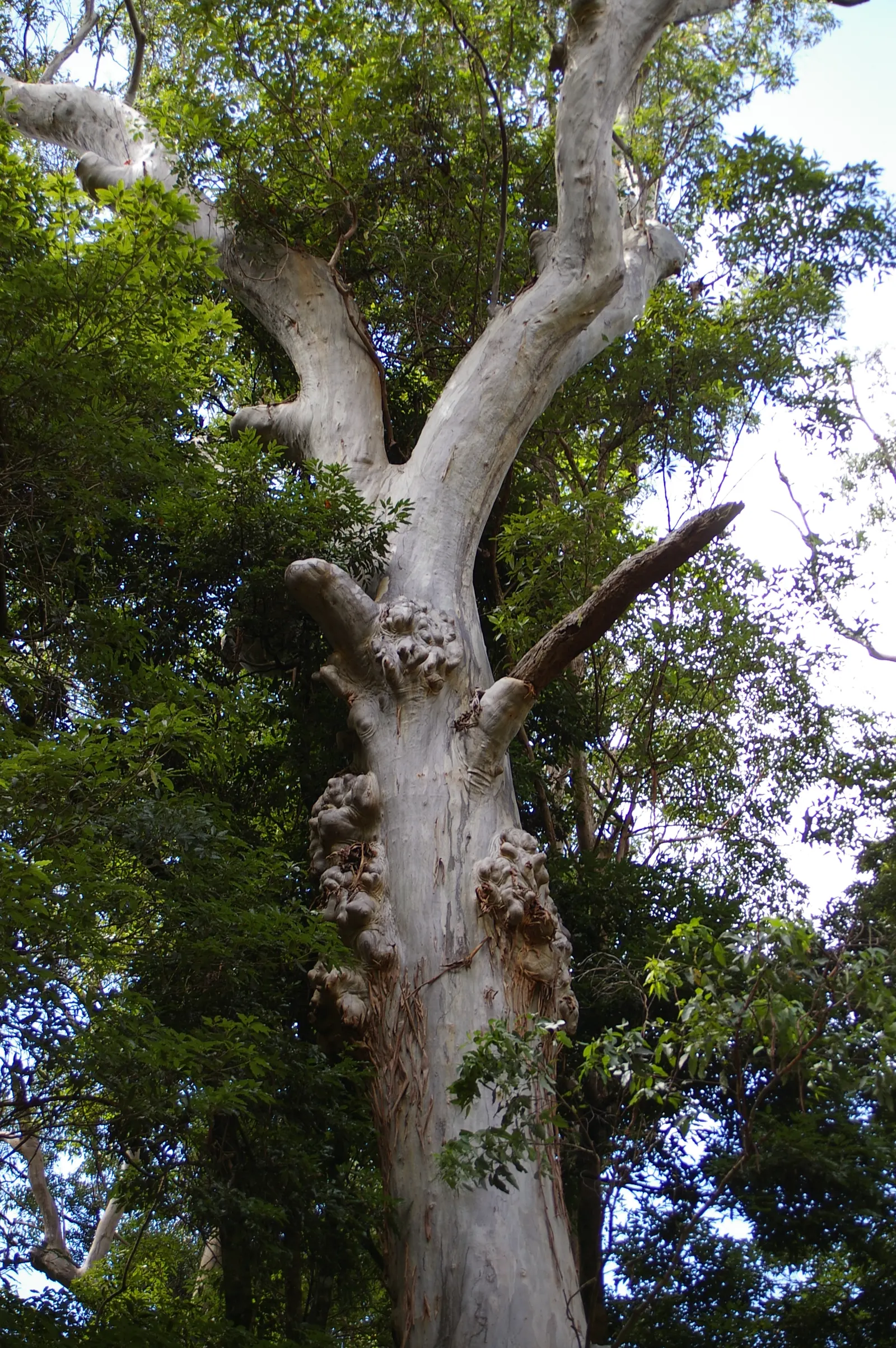 Sydney Blue Gum (Eucalyptus Saligna) — making it an impressive feature in large-scale landscapes