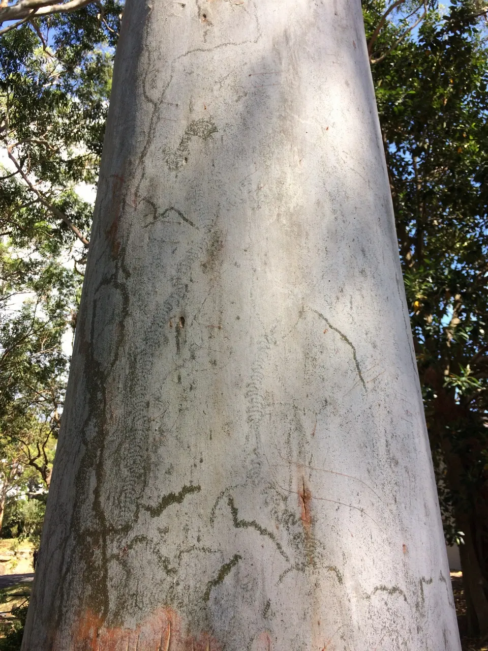 Sydney Blue Gum (Eucalyptus Saligna) — multicolored trunk encompassing hues of blue