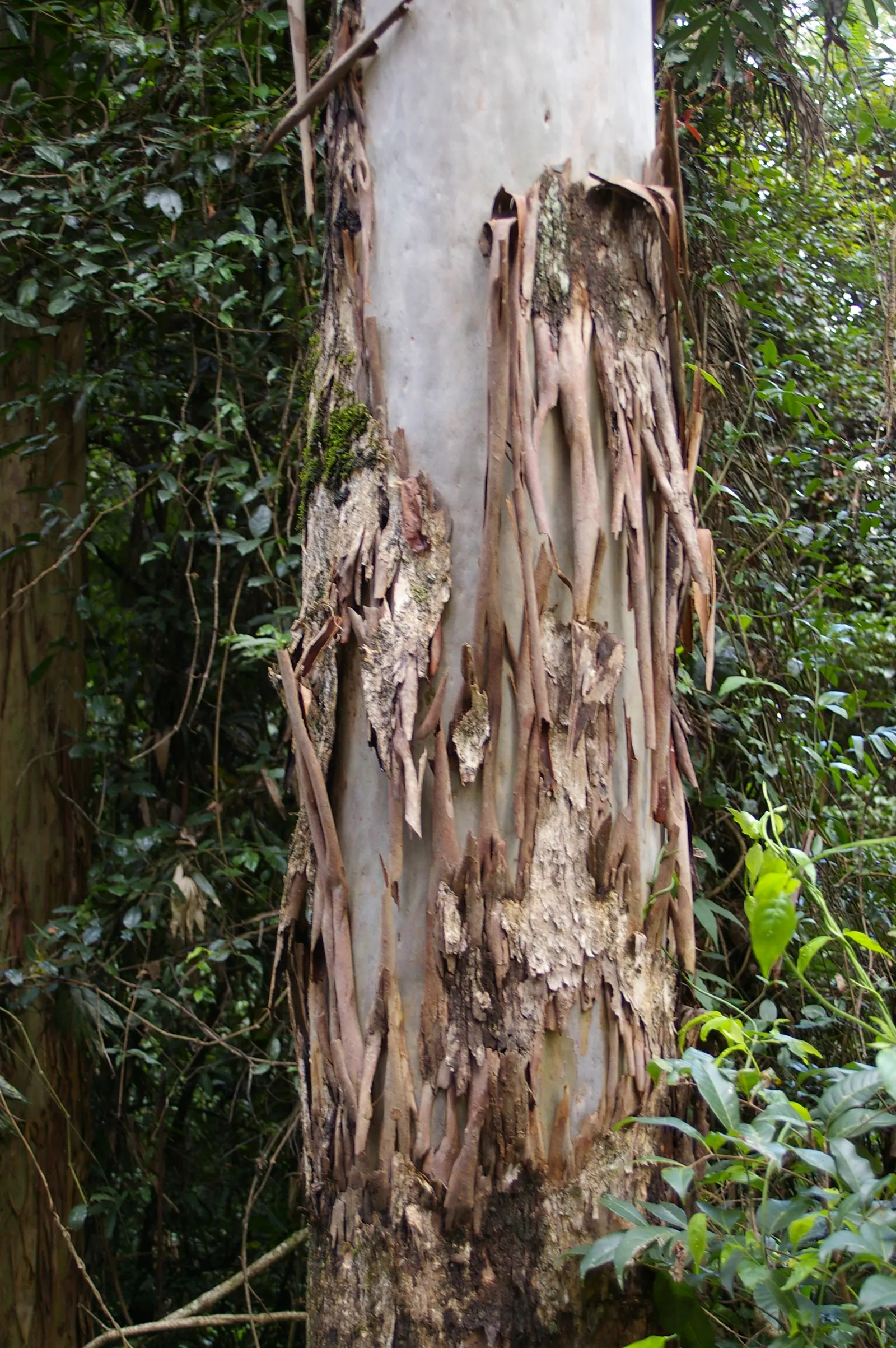 Sydney Blue Gum (Eucalyptus Saligna) — powdery bark and lance-shaped bluish-green foliage; eucalyptus saligna is an excellent choice for large landscapes