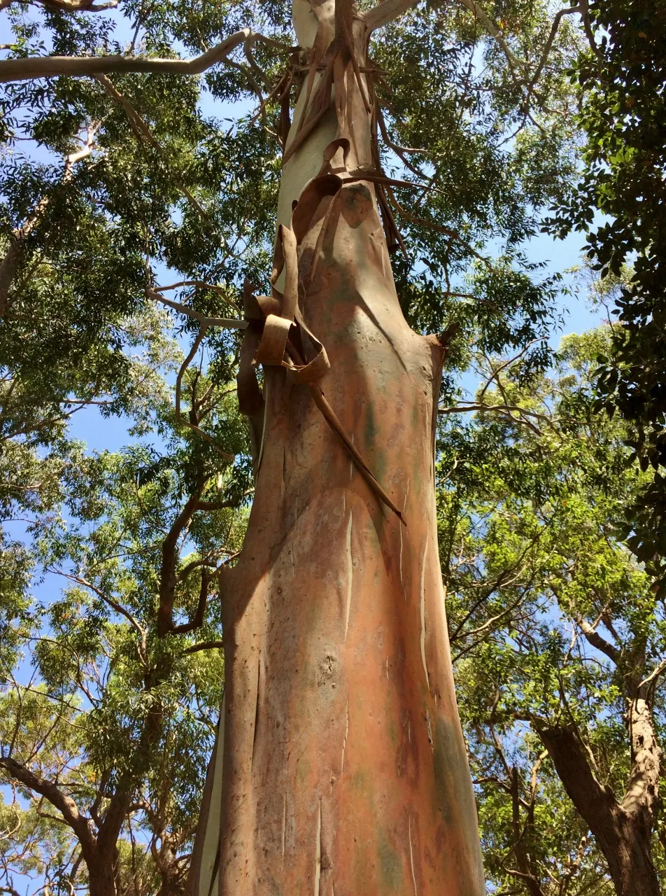 Sydney Blue Gum (Eucalyptus Saligna) — is an impressive and stately tree native to the eastern parts of Australia
