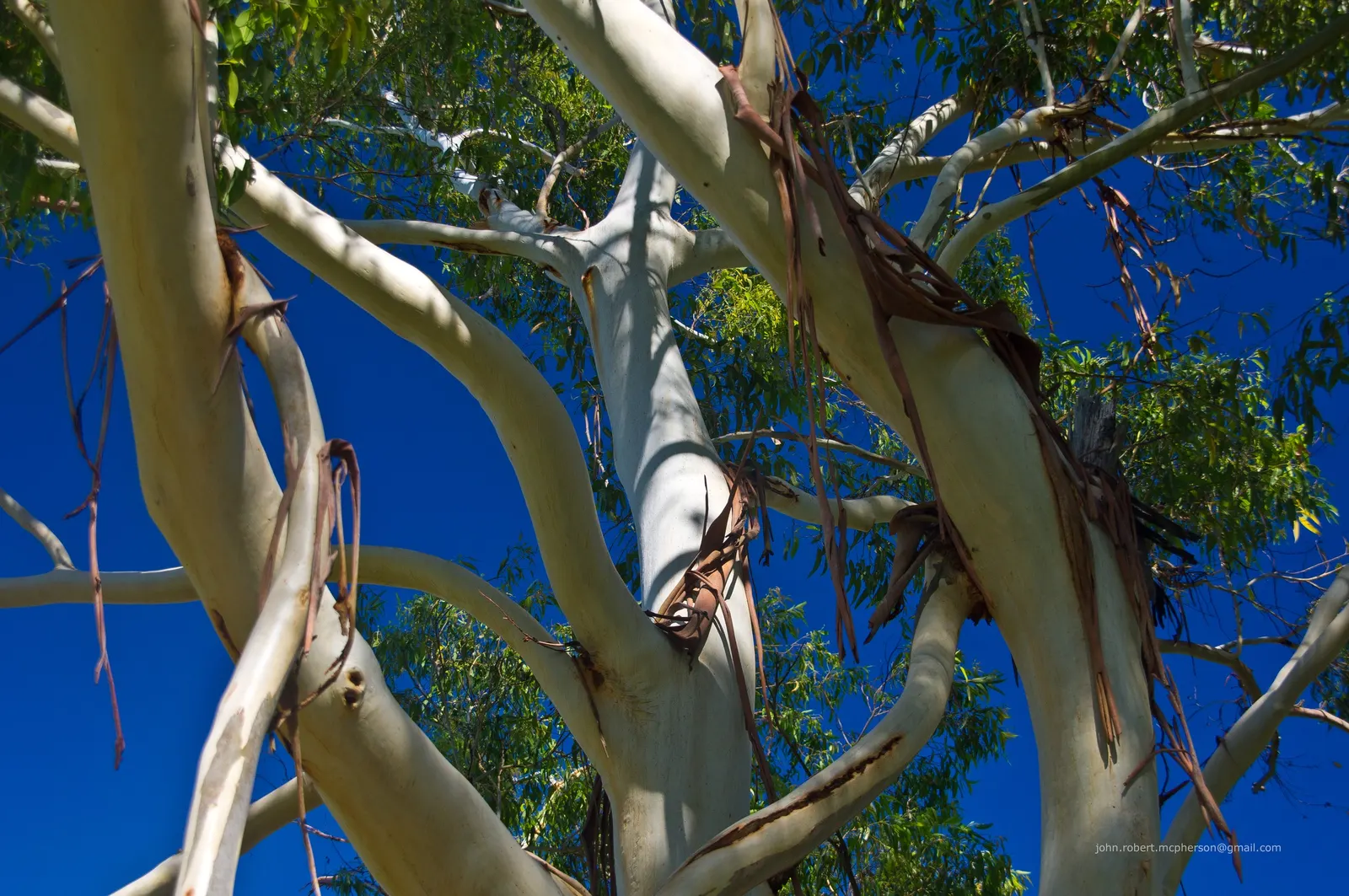 Sydney Blue Gum (Eucalyptus Saligna) — are an abundant nectar source for birds and bees