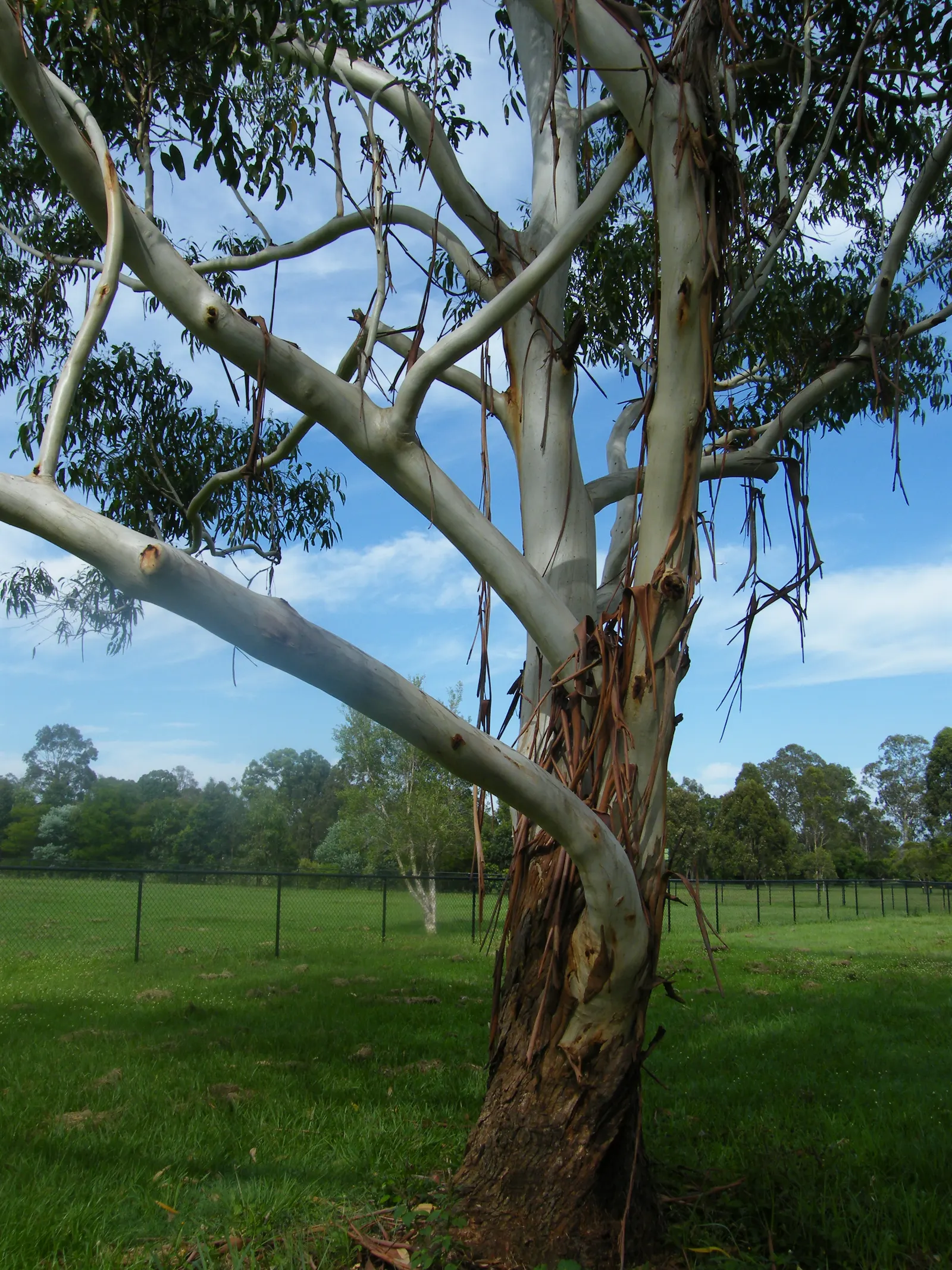 Sydney Blue Gum (Eucalyptus Saligna) — In spring, white to pale pink flowers bloom, attracting wildlife; recognized for its towering height