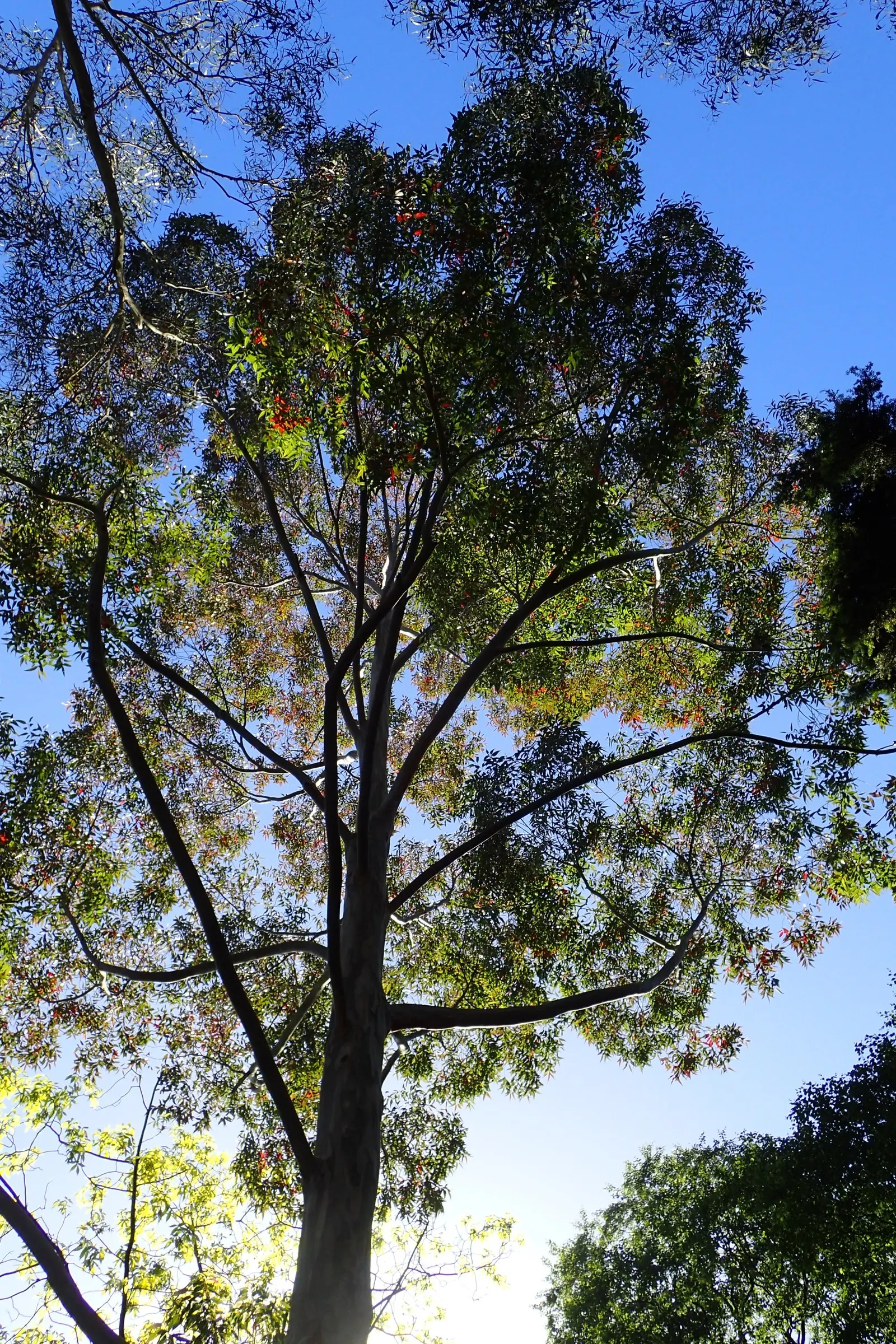 Sydney Blue Gum (Eucalyptus Saligna) — which is a distinctive feature appealing to many landscape designs.<br><br>Adaptable to a range of soil types, image 44