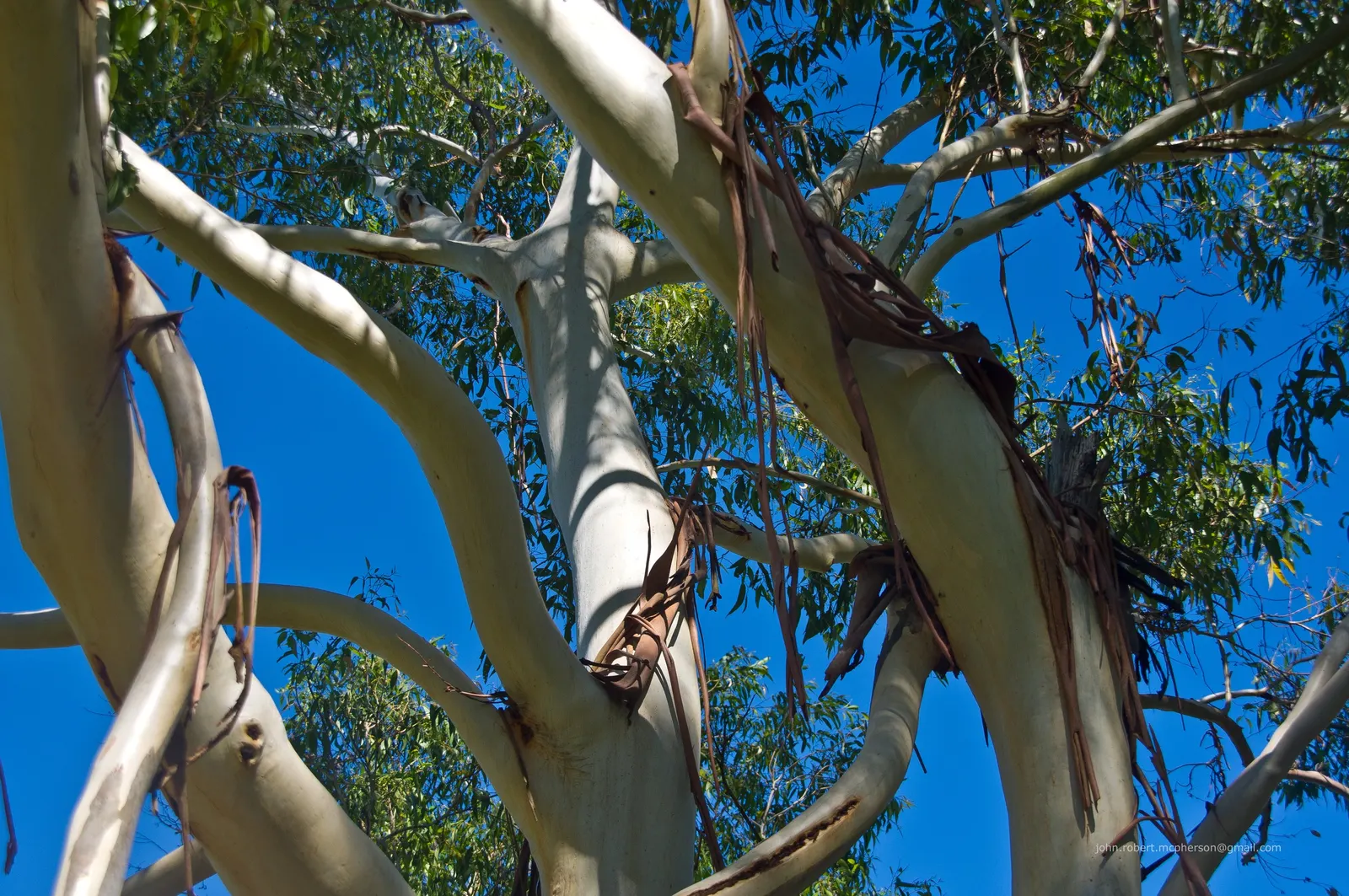 Sydney Blue Gum (Eucalyptus Saligna) — Recognizable by its smooth