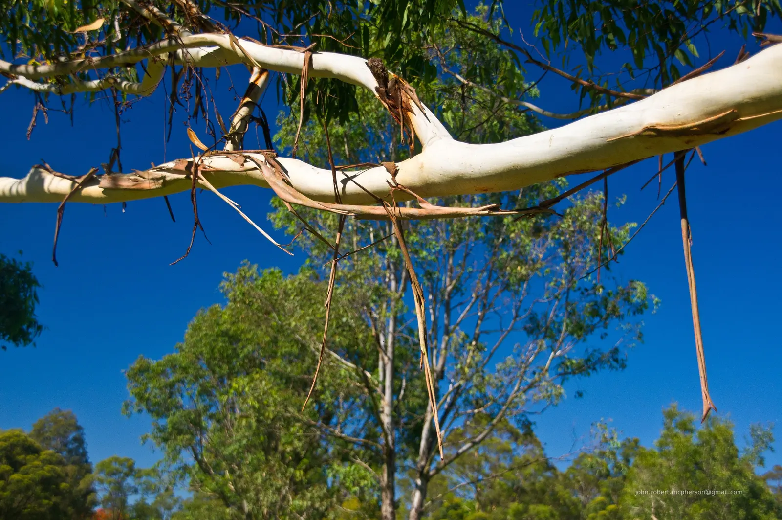 Sydney Blue Gum (Eucalyptus Saligna) — making it an impressive feature in large-scale landscapes; fertile soils with consistent moisture and a pH ranging from