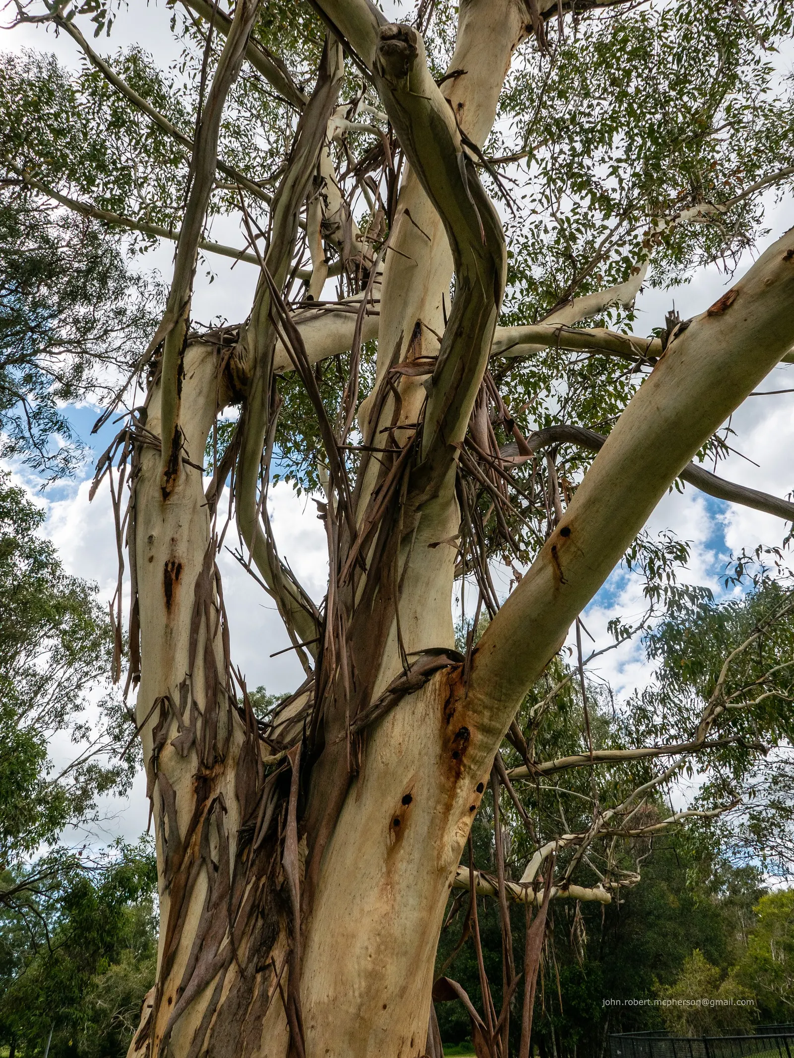 Sydney Blue Gum (Eucalyptus Saligna) — By providing beauty and ecological benefits