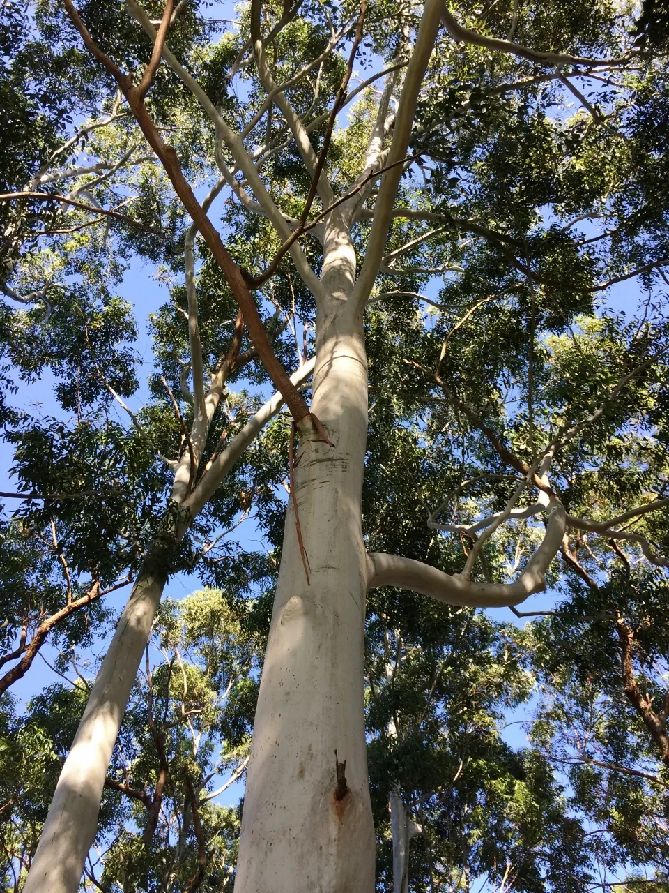 Sydney Blue Gum (Eucalyptus Saligna) — scientifically known as Eucalyptus saligna; by providing beauty and ecological benefits