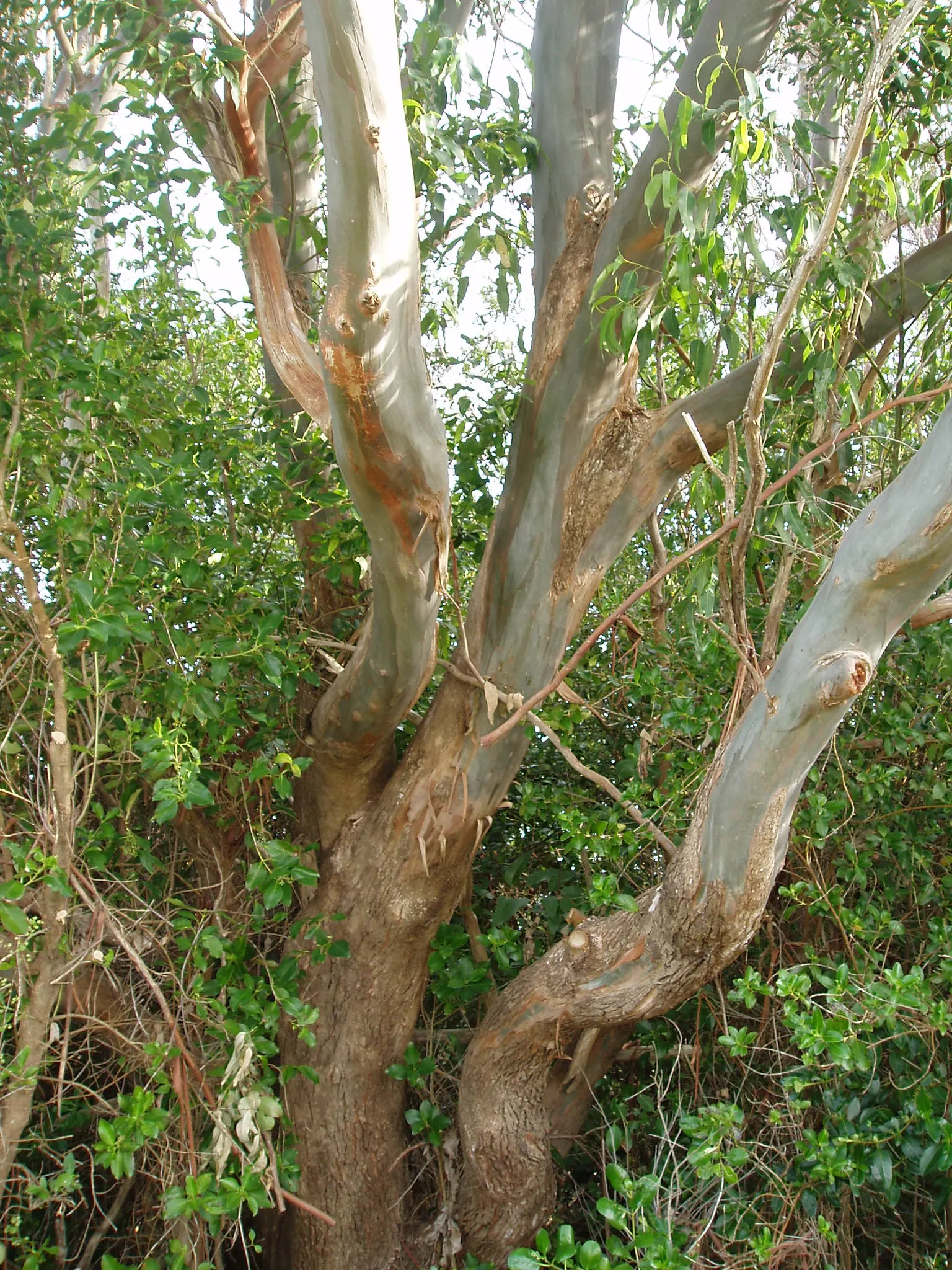 Sydney Blue Gum (Eucalyptus Saligna) — Recognized for its towering height