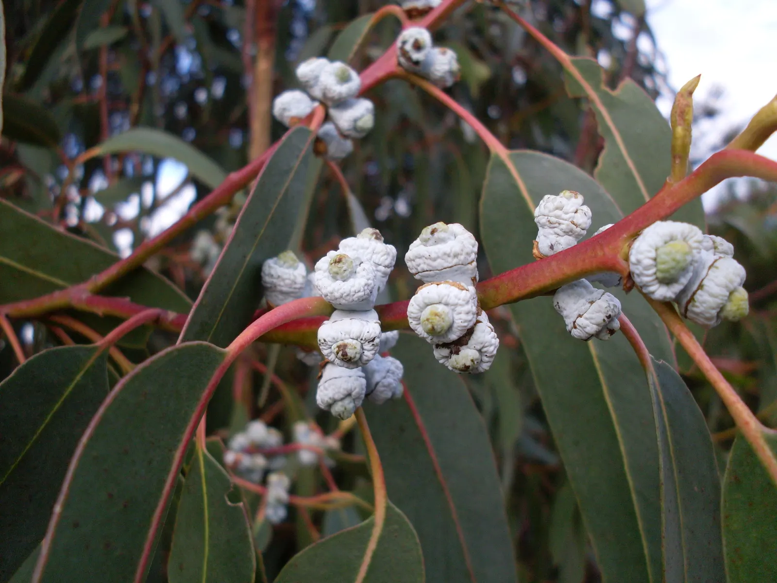 Sydney Blue Gum (Eucalyptus Saligna) — scientifically known as Eucalyptus saligna