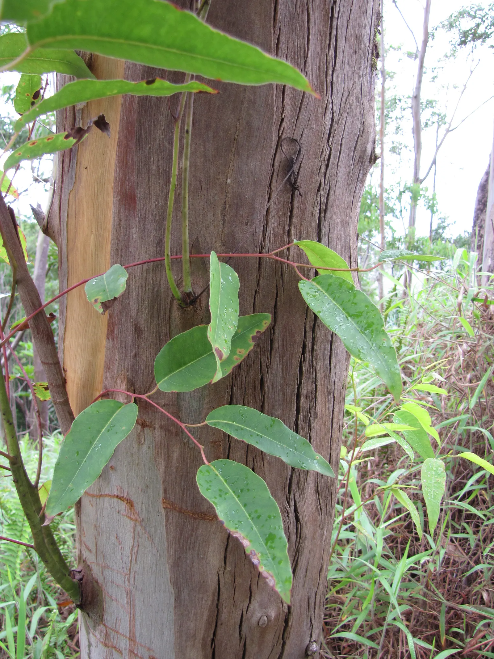 Sydney Blue Gum (Eucalyptus Saligna) — It is hardy in USDA zones 9 to 11; making it an impressive feature in large-scale landscapes