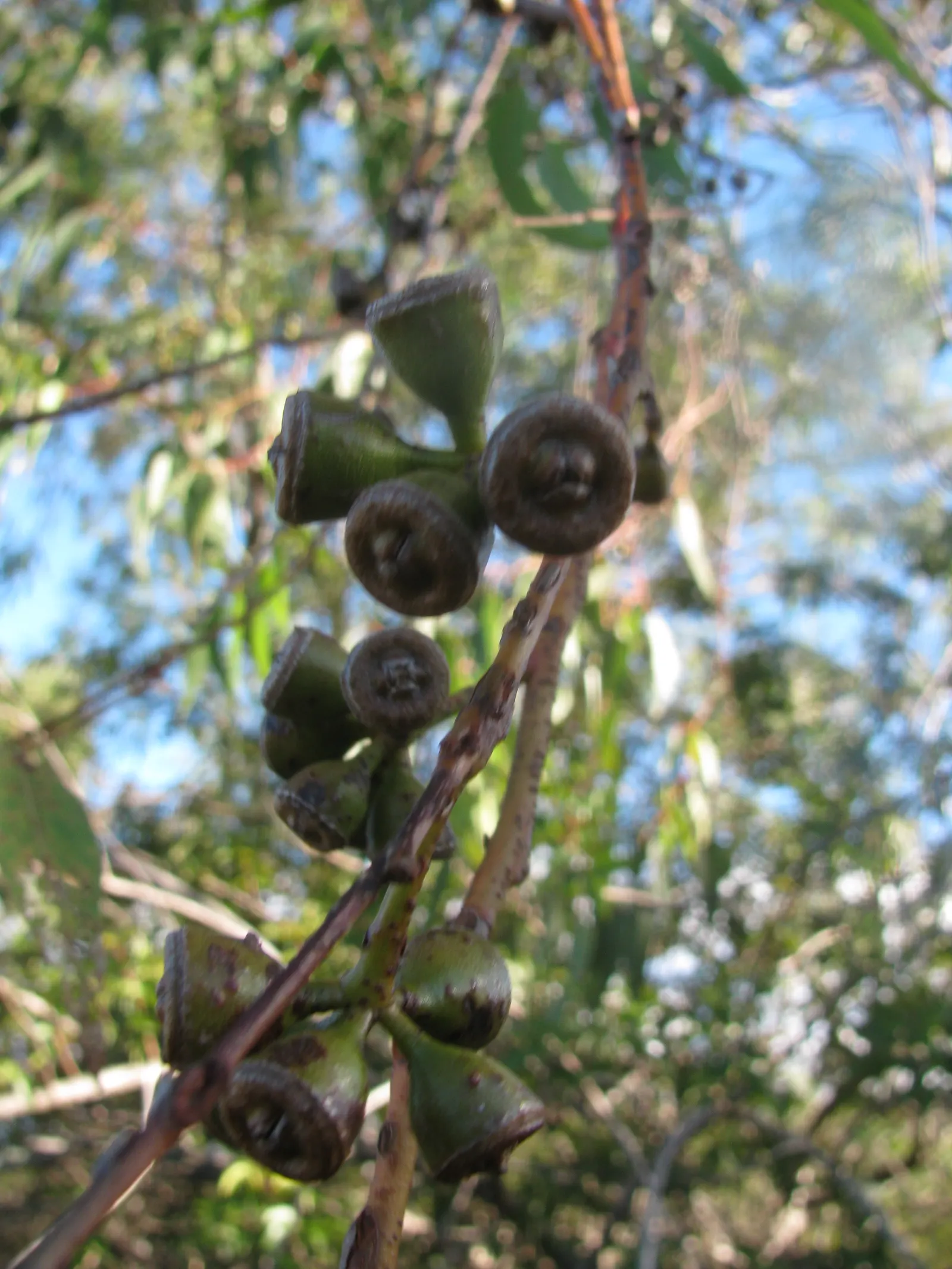 Sydney Blue Gum (Eucalyptus Saligna) — straight trunk reaching heights over 180 feet