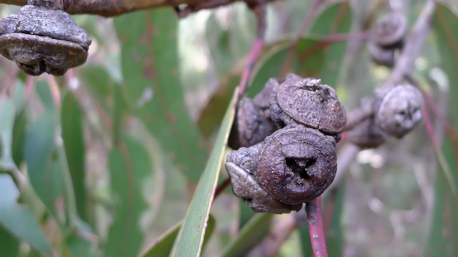 Sydney Blue Gum (Eucalyptus Saligna) — this specie often reaches upwards of 180 to 210 feet
