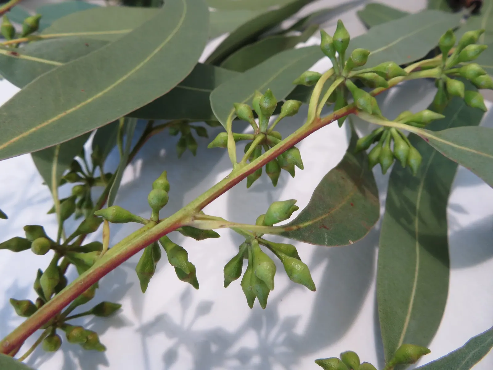 Sydney Blue Gum (Eucalyptus Saligna) — straight trunk reaching heights over 180 feet; this specie often reaches upwards of 180 to 210 feet