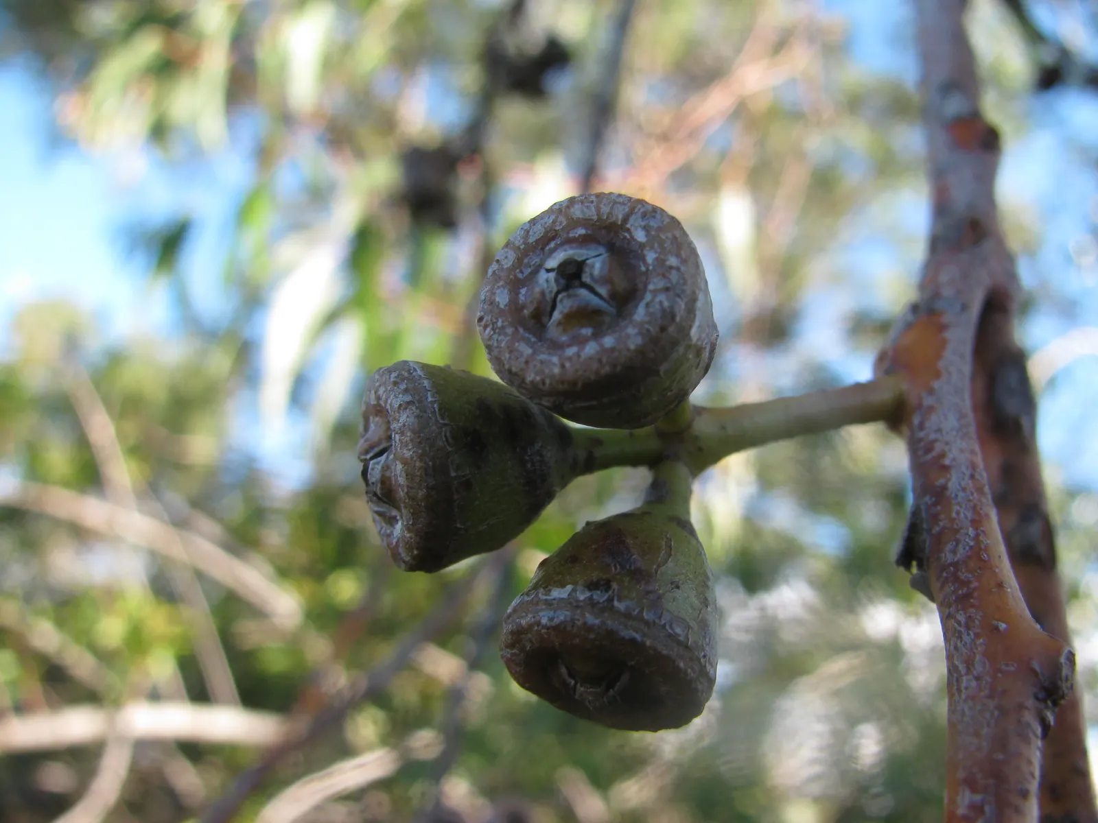 Sydney Blue Gum (Eucalyptus Saligna) — white and yellow flowers in the garden