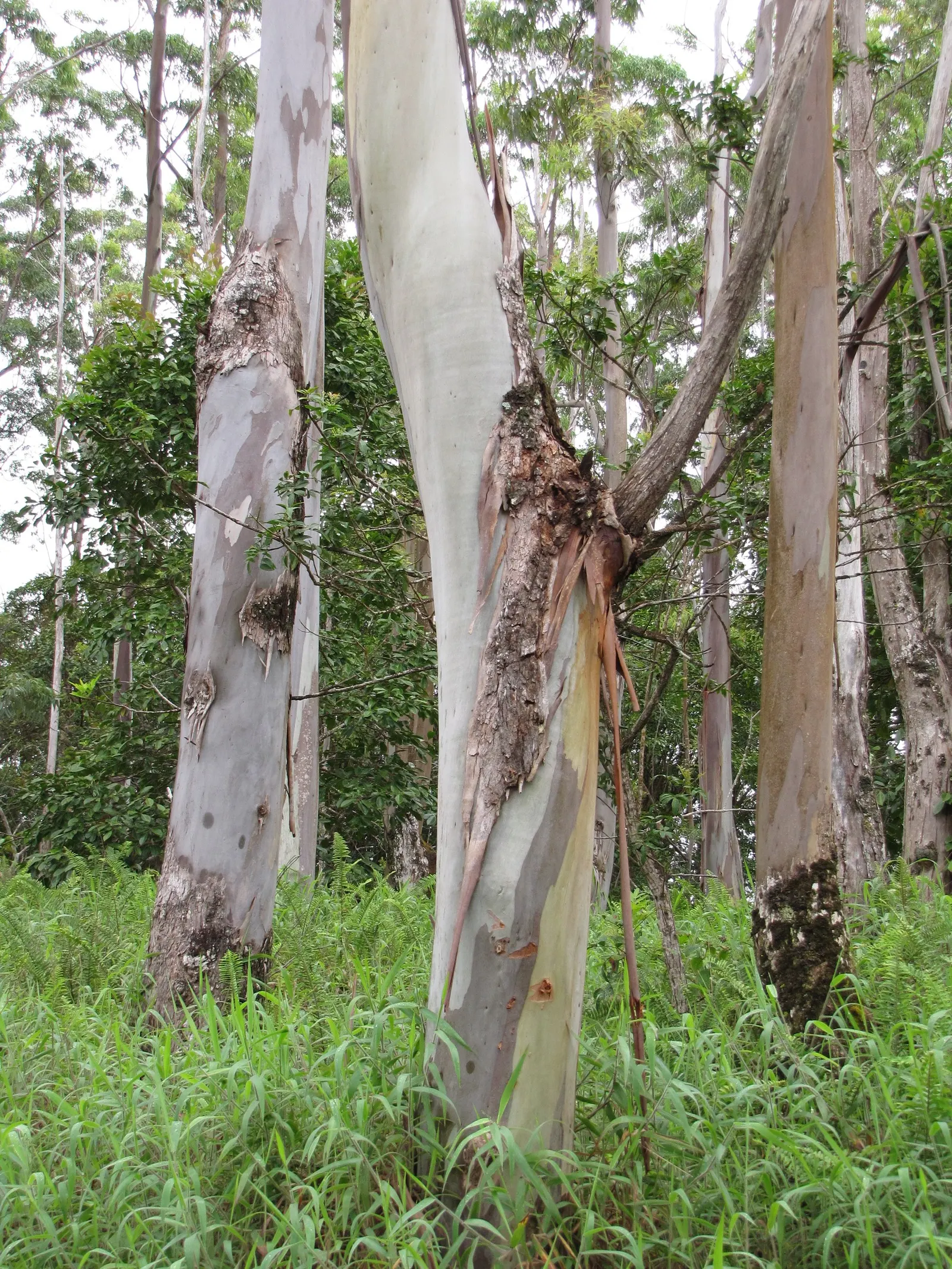 Sydney Blue Gum (Eucalyptus Saligna) — Beyond its aesthetic value