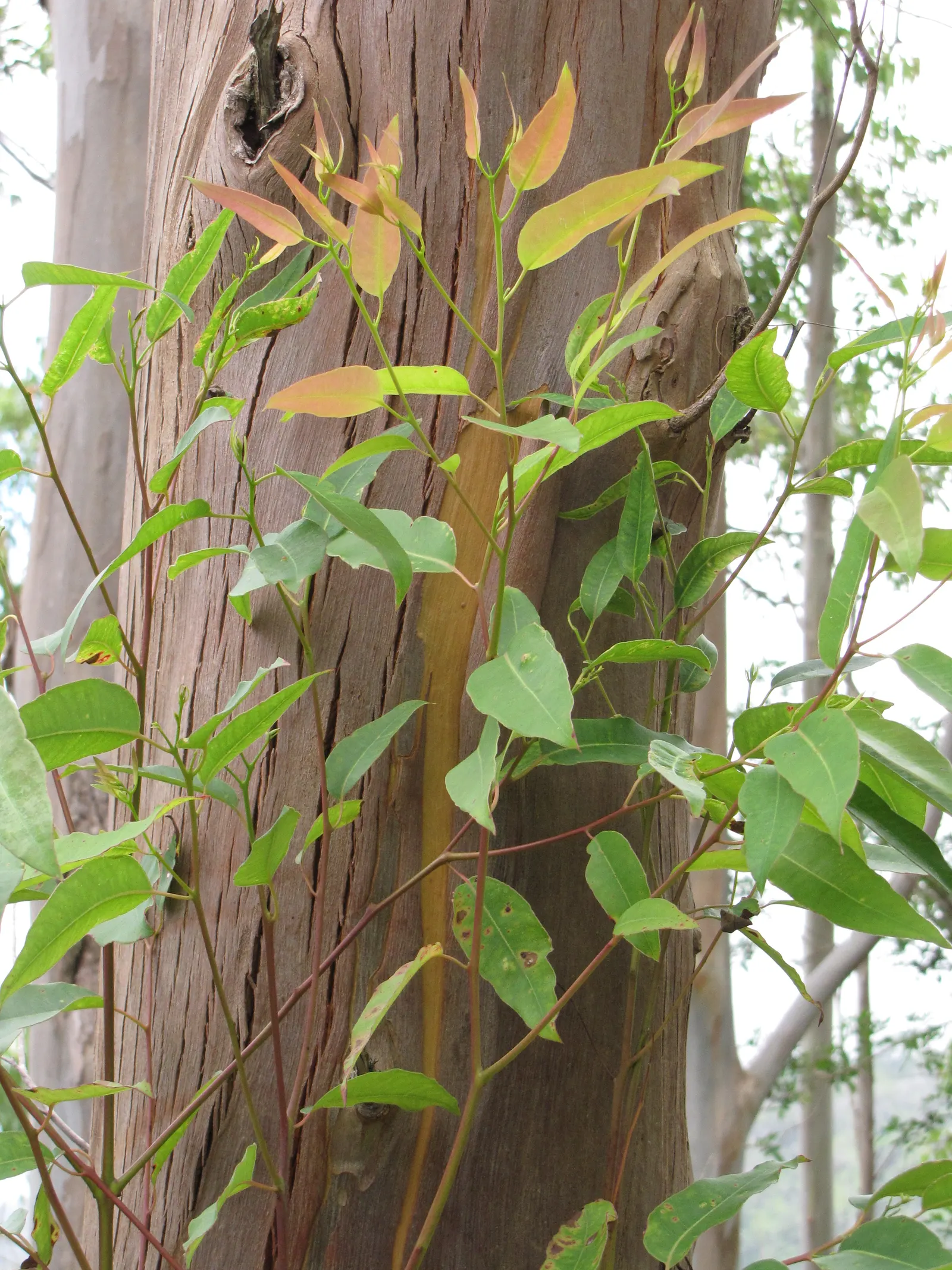 Sydney Blue Gum (Eucalyptus Saligna) — fertile soils with consistent moisture and a pH ranging from slightly acidic to neutral; broadleaf evergreen / tree for