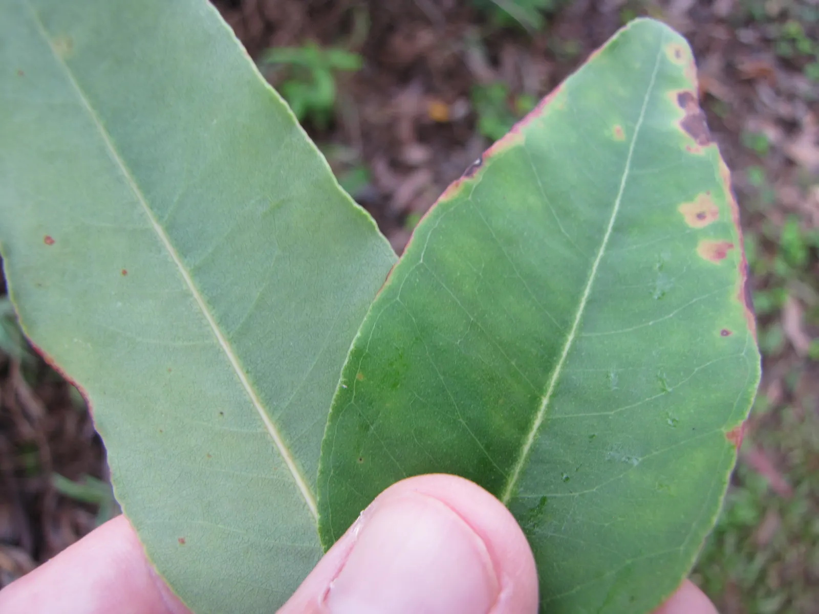 Sydney Blue Gum (Eucalyptus Saligna) — The Sydney Blue Gum (Eucalyptus saligna) is a majestic Australian native with a tall