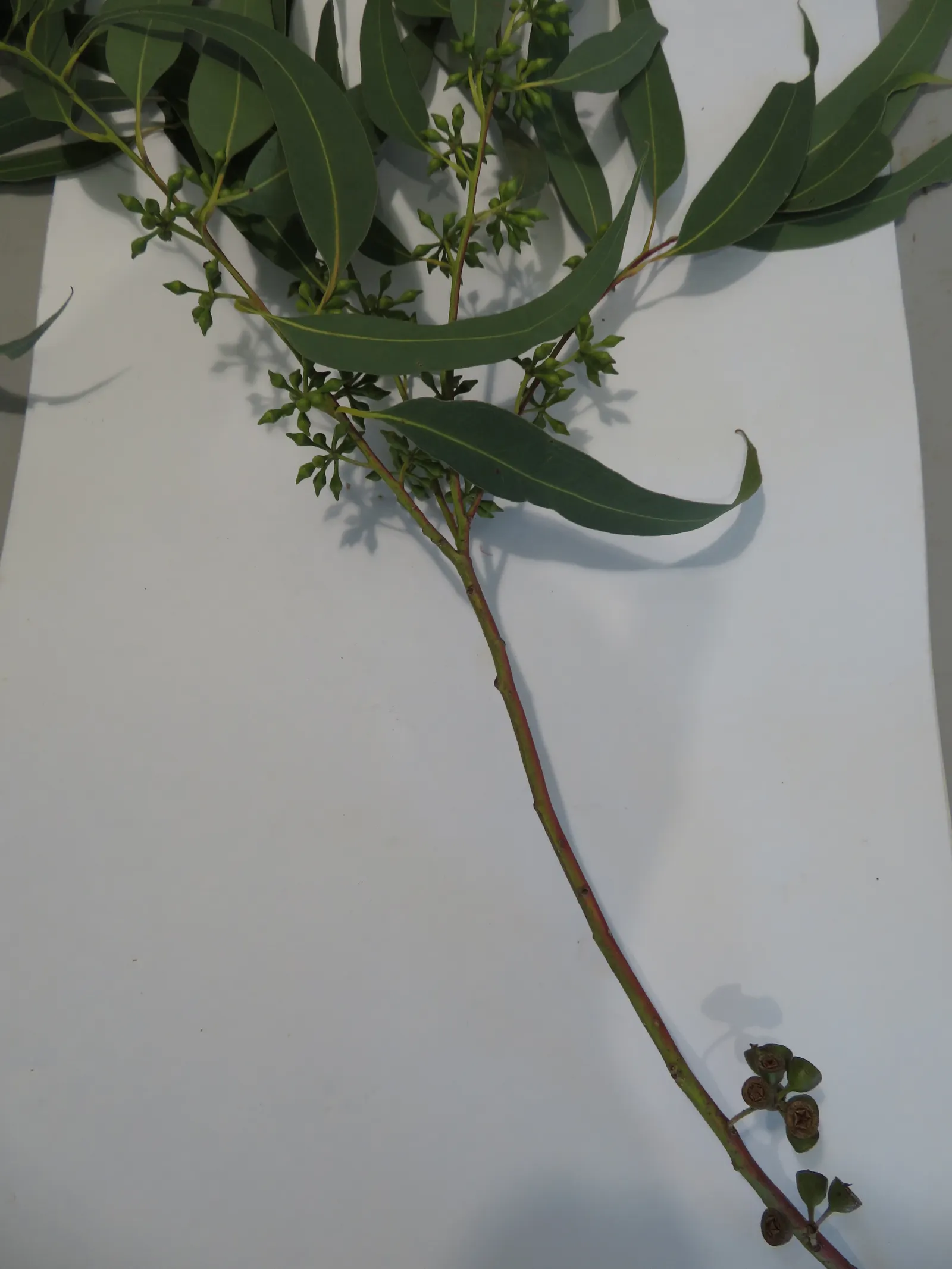 Sydney Blue Gum (Eucalyptus Saligna) — powdery bark sheds in large plates or flakes to reveal a stunning; the Sydney Blue Gum (Eucalyptus saligna) is a