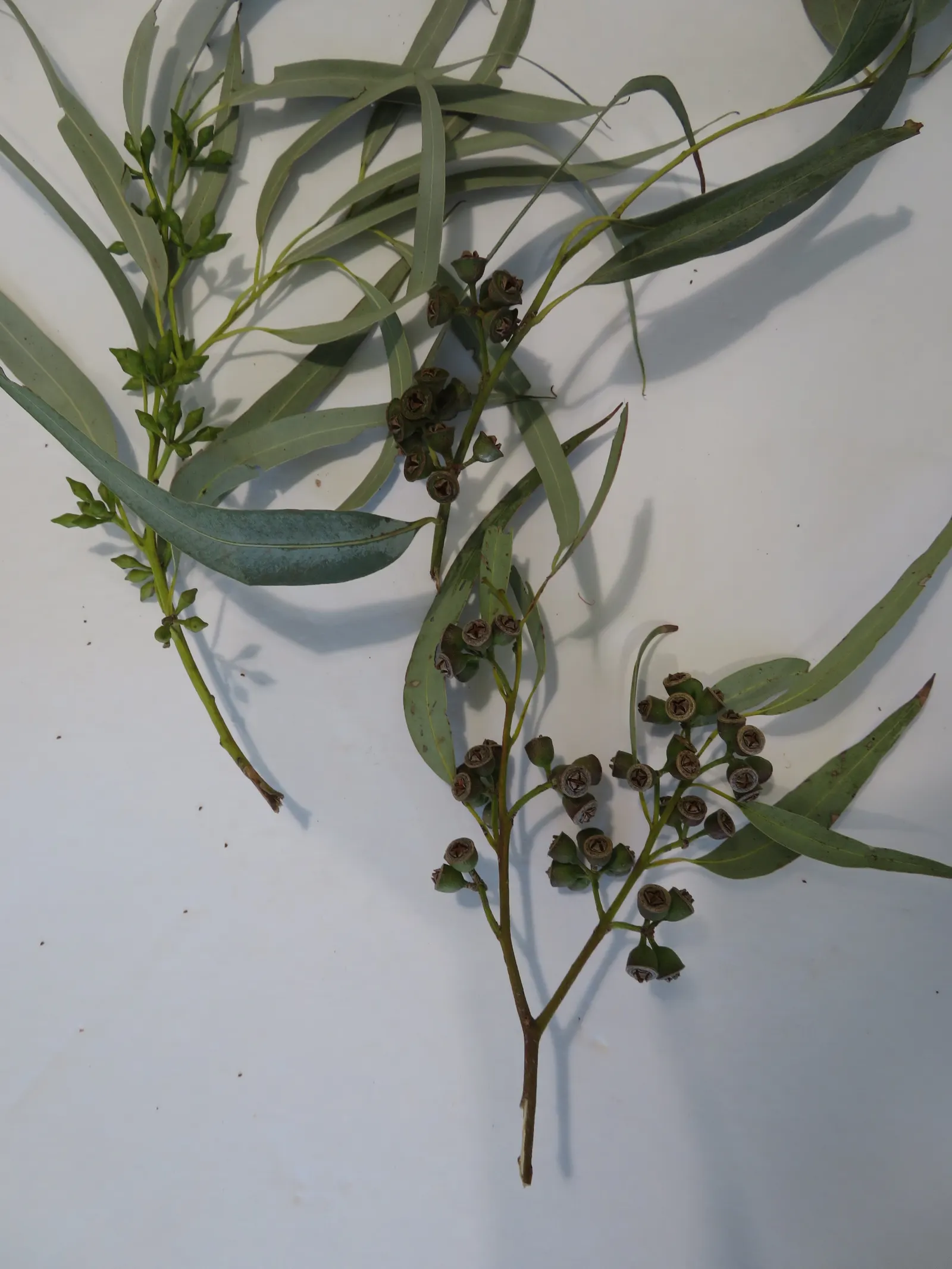 Sydney Blue Gum (Eucalyptus Saligna) — this eucalyptus is drought-tolerant once established; recognizable by its smooth