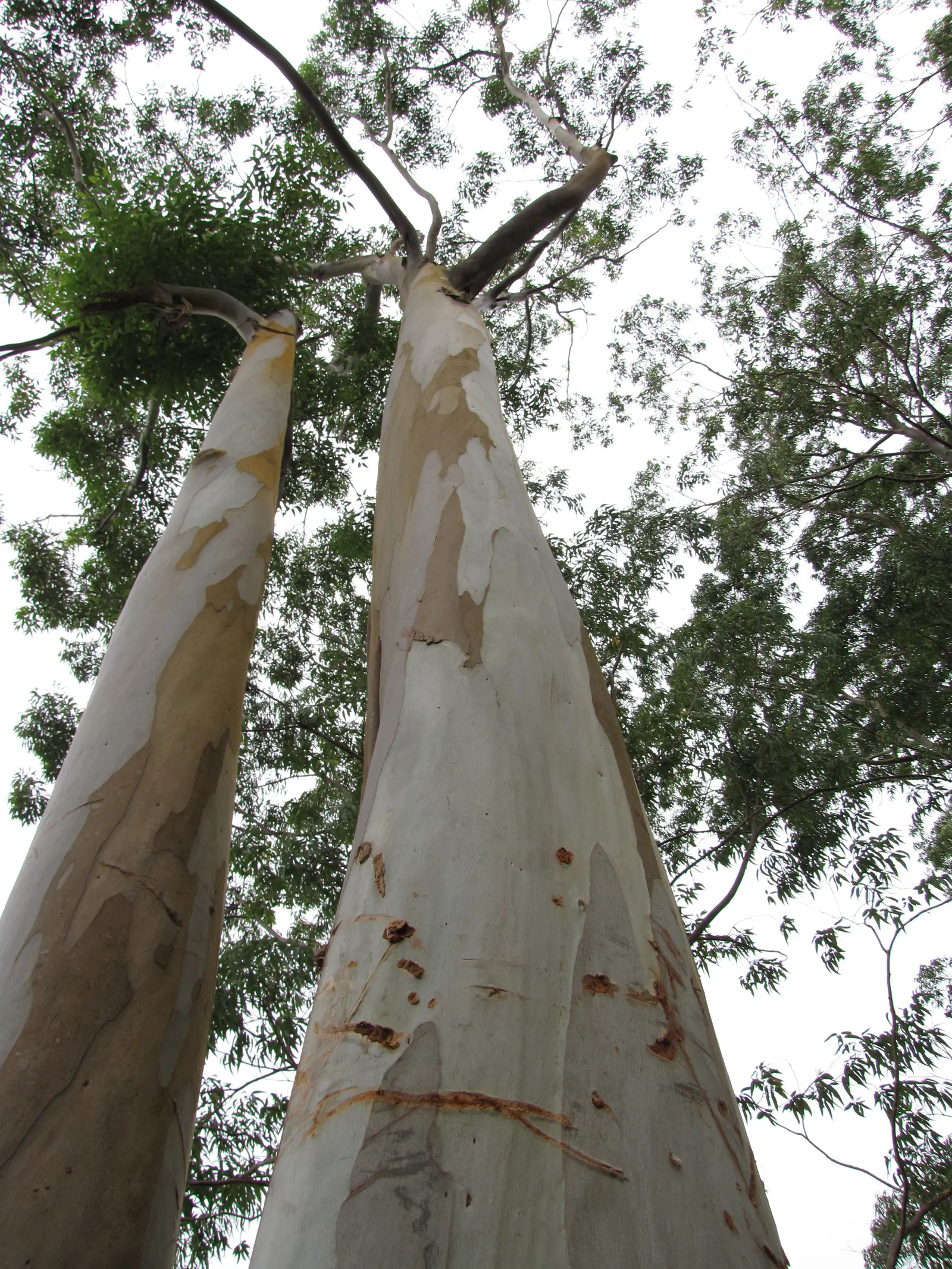Sydney Blue Gum (Eucalyptus Saligna) — broadleaf evergreen / tree with white and yellow blooms