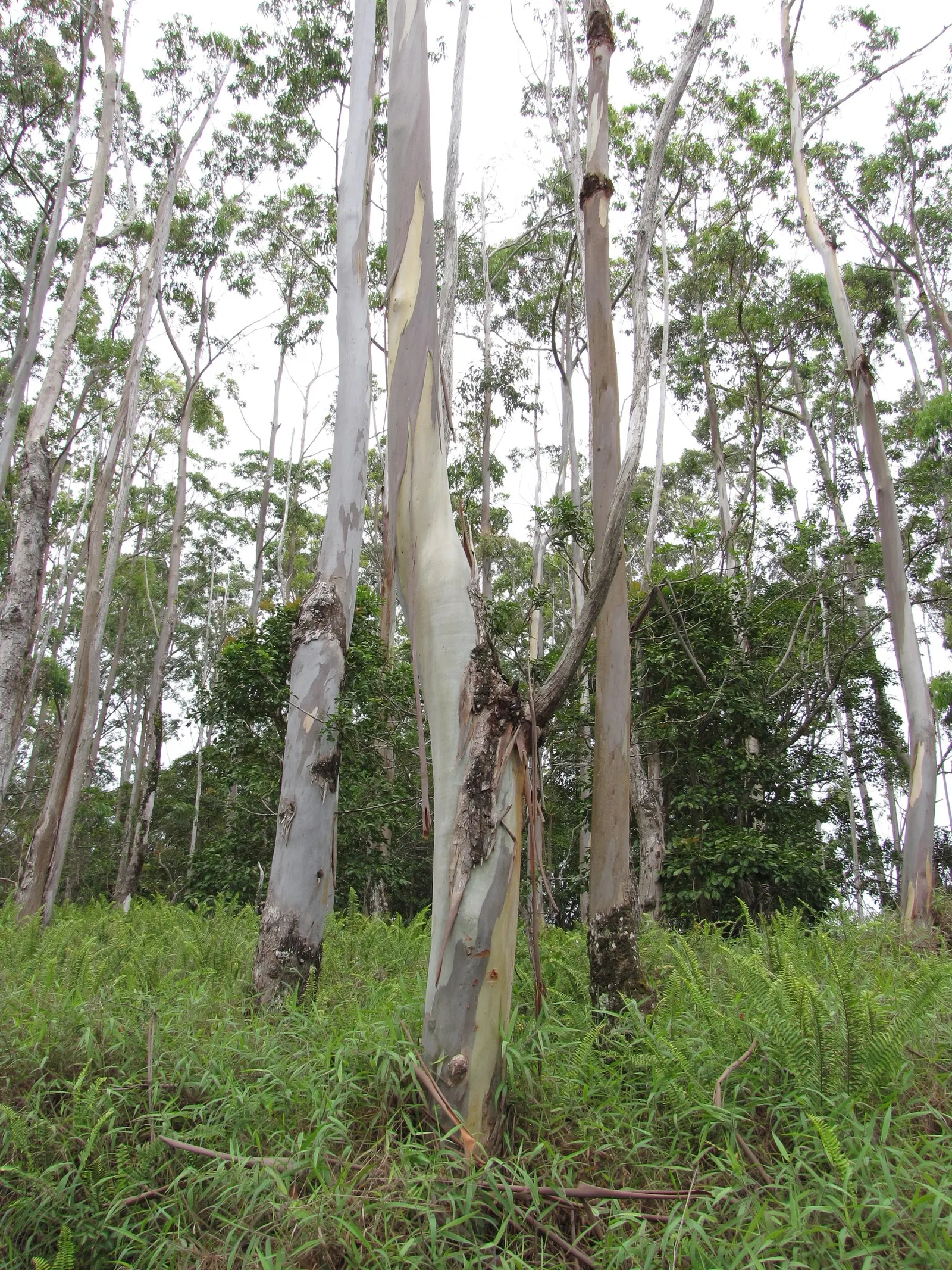 Sydney Blue Gum (Eucalyptus Saligna) — Recognizable by its smooth; it is hardy in USDA zones 9 to 11