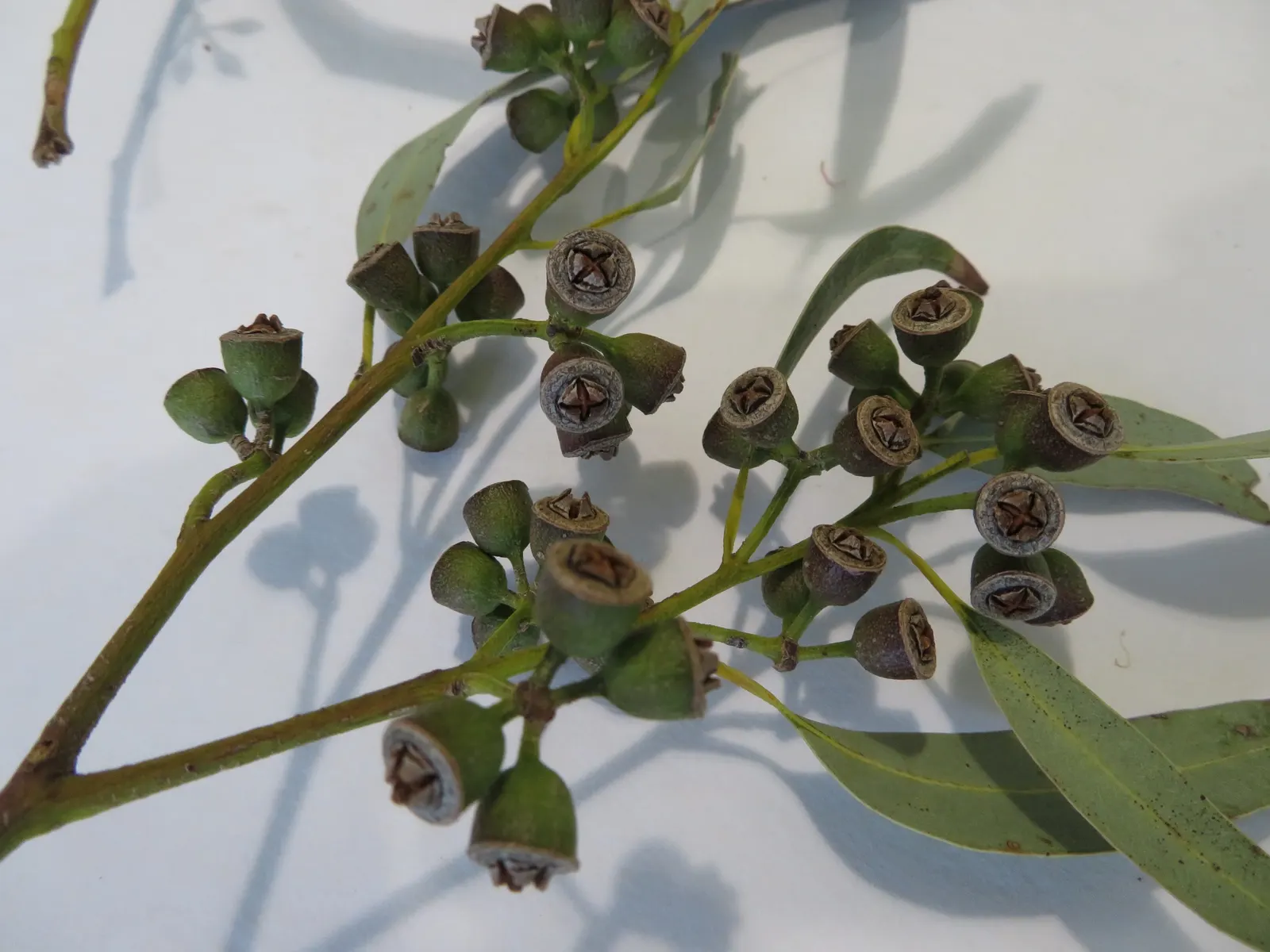 Sydney Blue Gum (Eucalyptus Saligna) — powdery bark and lance-shaped bluish-green foliage