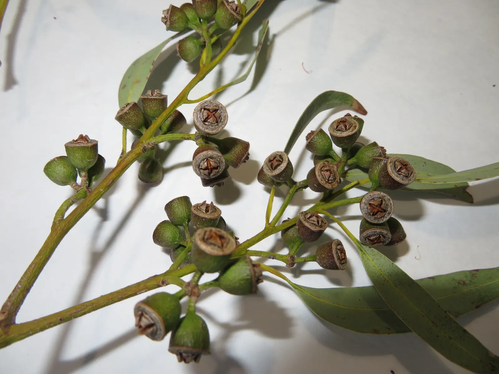 Sydney Blue Gum (Eucalyptus Saligna) — the Sydney Blue Gum's leaves are a favored food source for koalas and its flowers